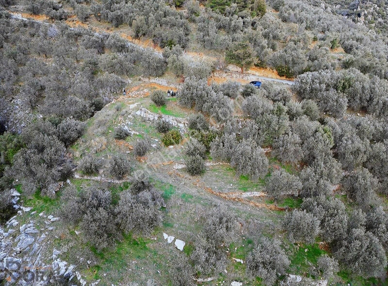 Edremit Altınoluk Satılık Konut İmarlı Bora Emlak'tan Tek Yetkili Altınoluk'ta 700m2 Satılık Arsa