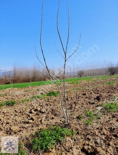 Akyazı Vakıf Satılık Tarla Akyazı Seyfelerde İmar Sınırında, İlave 120 Adet 7 Yaşında Ceviz