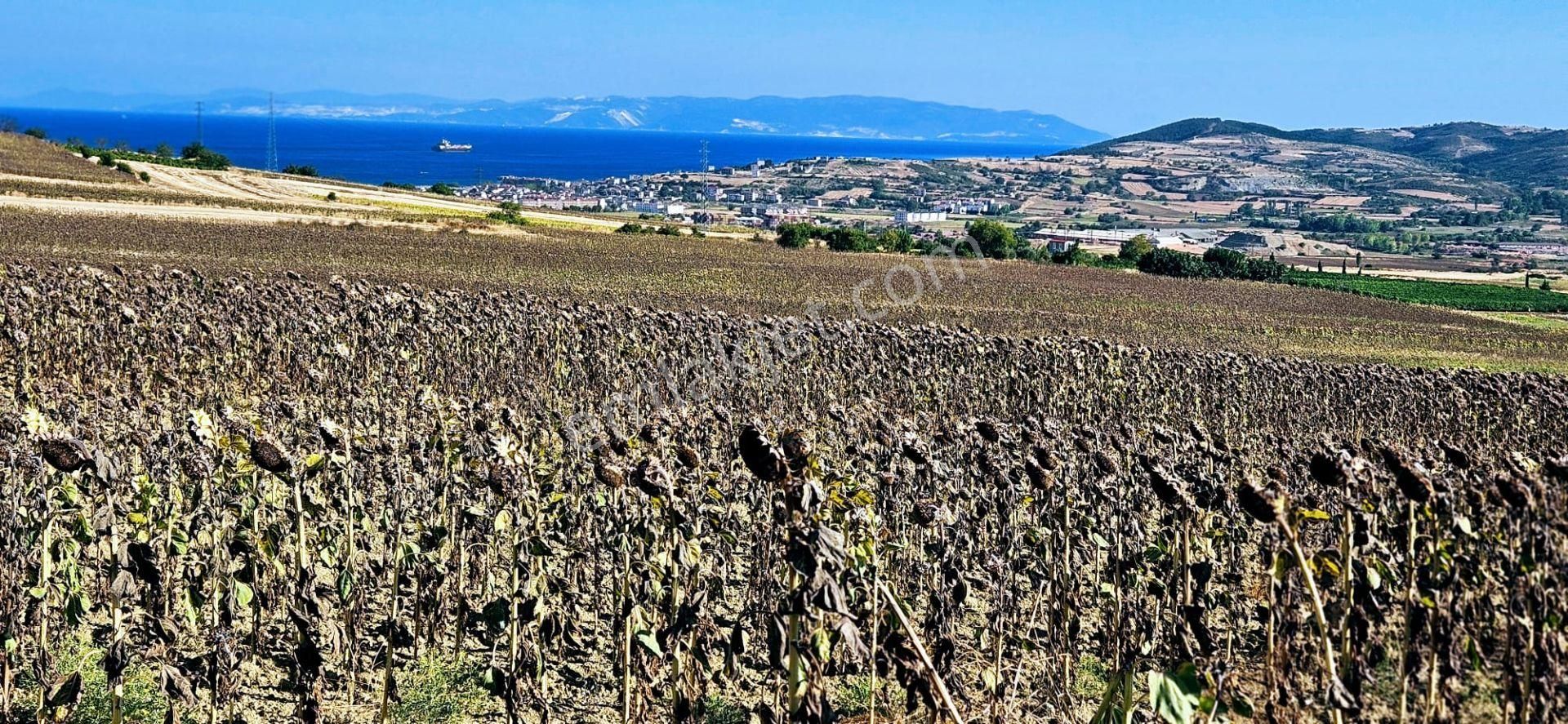 Süleymanpaşa Barbaros Satılık Tarla Asyaport Limanı Mevcut İmar Planı İçinde Yatırımınaza Değer Katıcak Fırsat Arazı