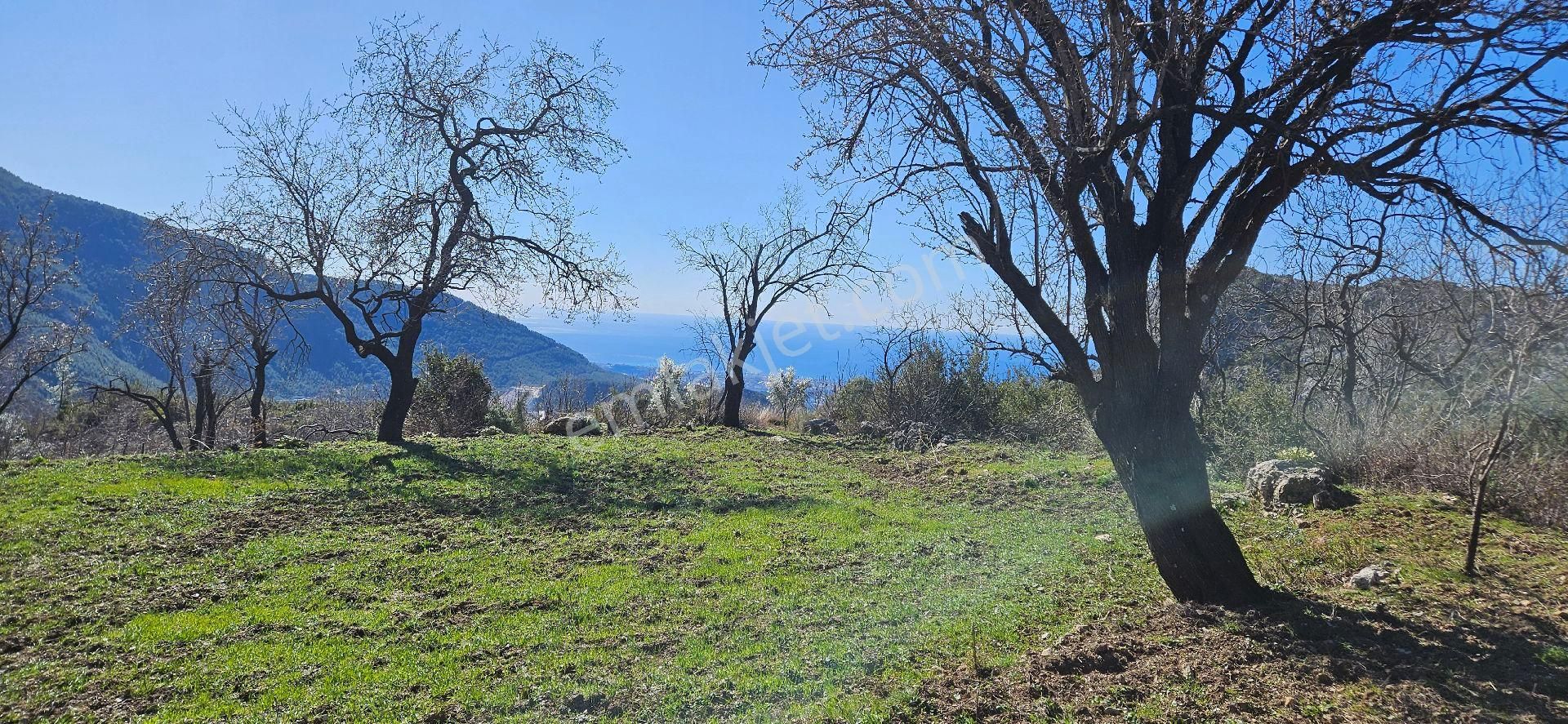 Alanya Bademağacı Full Deniz Manzaralı Satılık 2 Parsel Yan Yana 400 Metre Asfalt Yoluna Cepheli - Görsel 4
