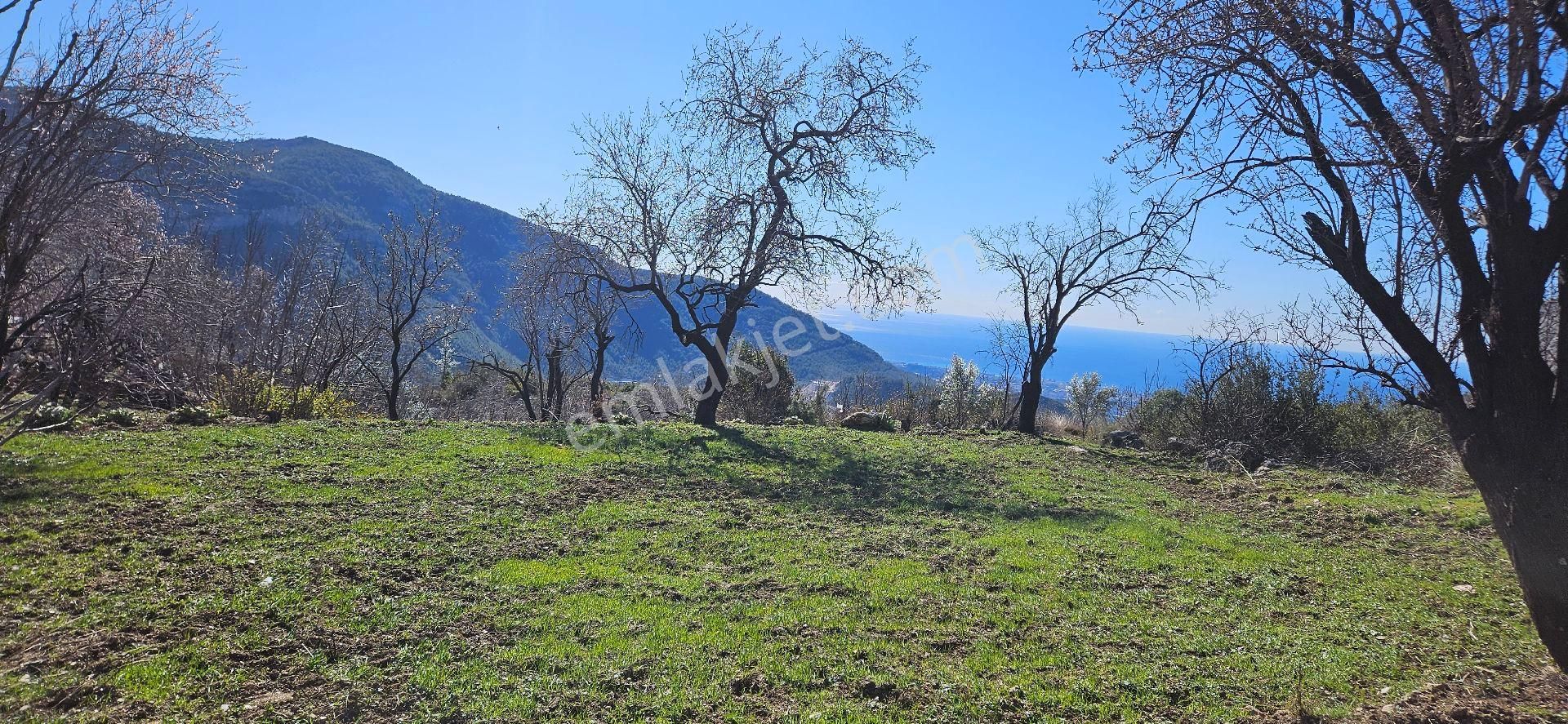Alanya Bademağacı Full Deniz Manzaralı Satılık 2 Parsel Yan Yana 400 Metre Asfalt Yoluna Cepheli - Görsel 3
