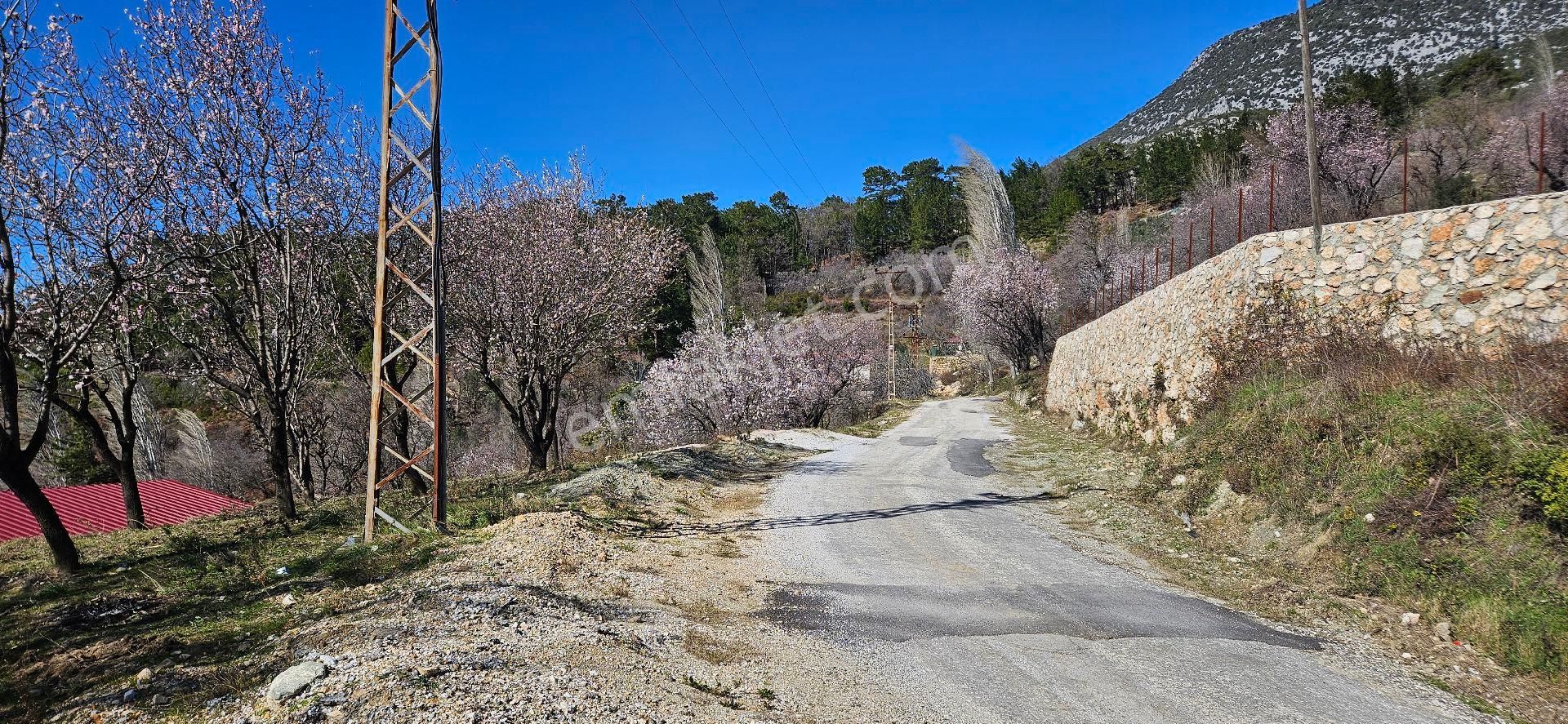 Alanya Bademağacı Full Deniz Manzaralı Satılık 2 Parsel Yan Yana 400 Metre Asfalt Yoluna Cepheli - Görsel 7