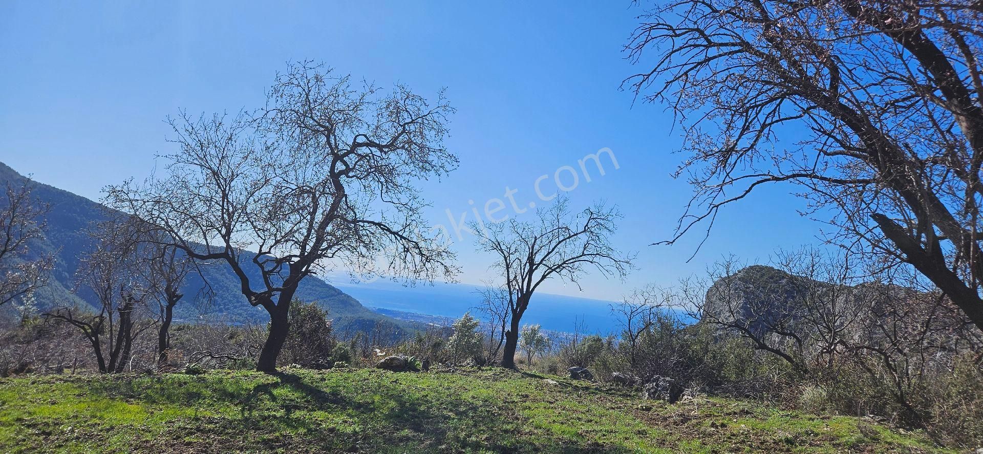 Alanya Bademağacı Full Deniz Manzaralı Satılık 2 Parsel Yan Yana 400 Metre Asfalt Yoluna Cepheli - Görsel 2
