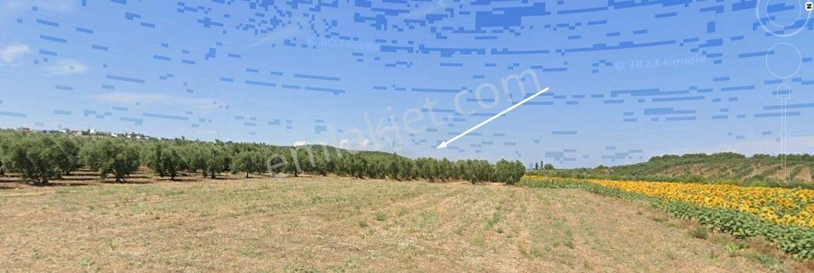 Kapital'den Mudanya Söğütpınar'da Müstakil Tapu 2702m2 Zeytinlik - Görsel 6