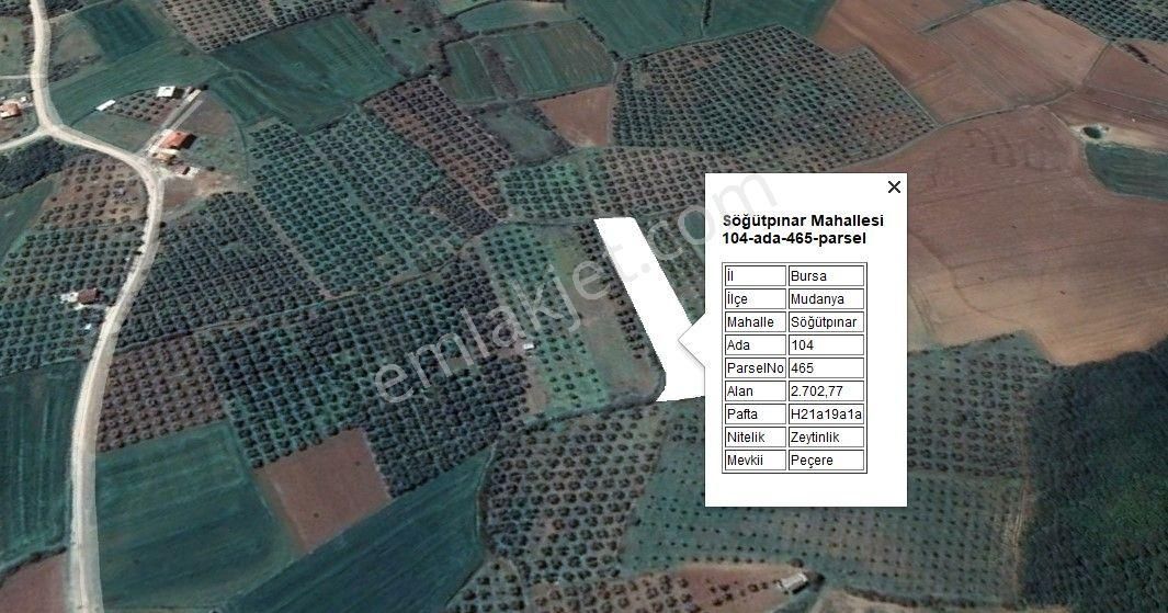 Kapital'den Mudanya Söğütpınar'da Müstakil Tapu 2702m2 Zeytinlik - Görsel 7