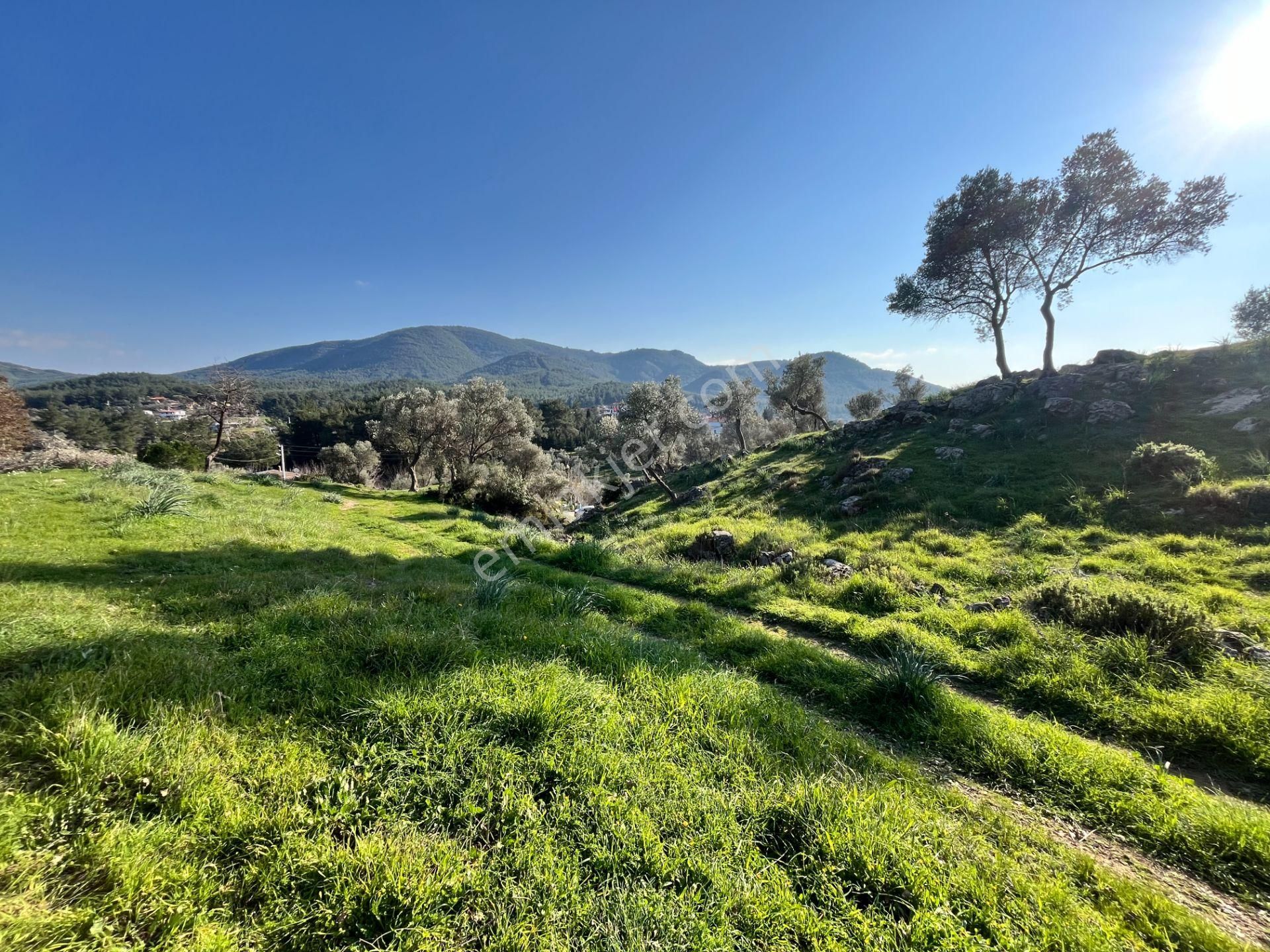 Seferihisar Orhanlı’da 10.000 M² Kadastral Yola Cepheli, Panoramik Doğa Manzaralı Satılık Arsa - Görsel 9