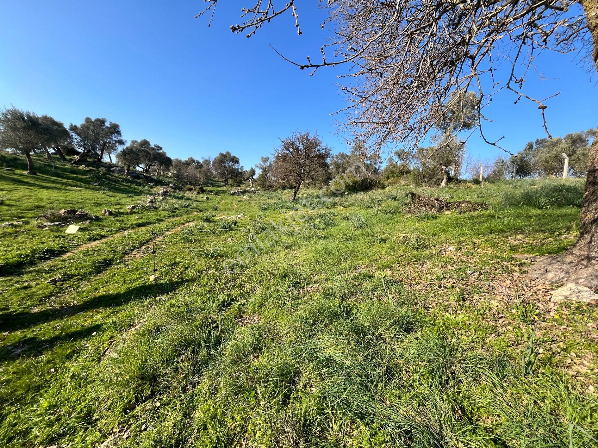 Seferihisar Orhanlı’da 10.000 M² Kadastral Yola Cepheli, Panoramik Doğa Manzaralı Satılık Arsa - Görsel 18