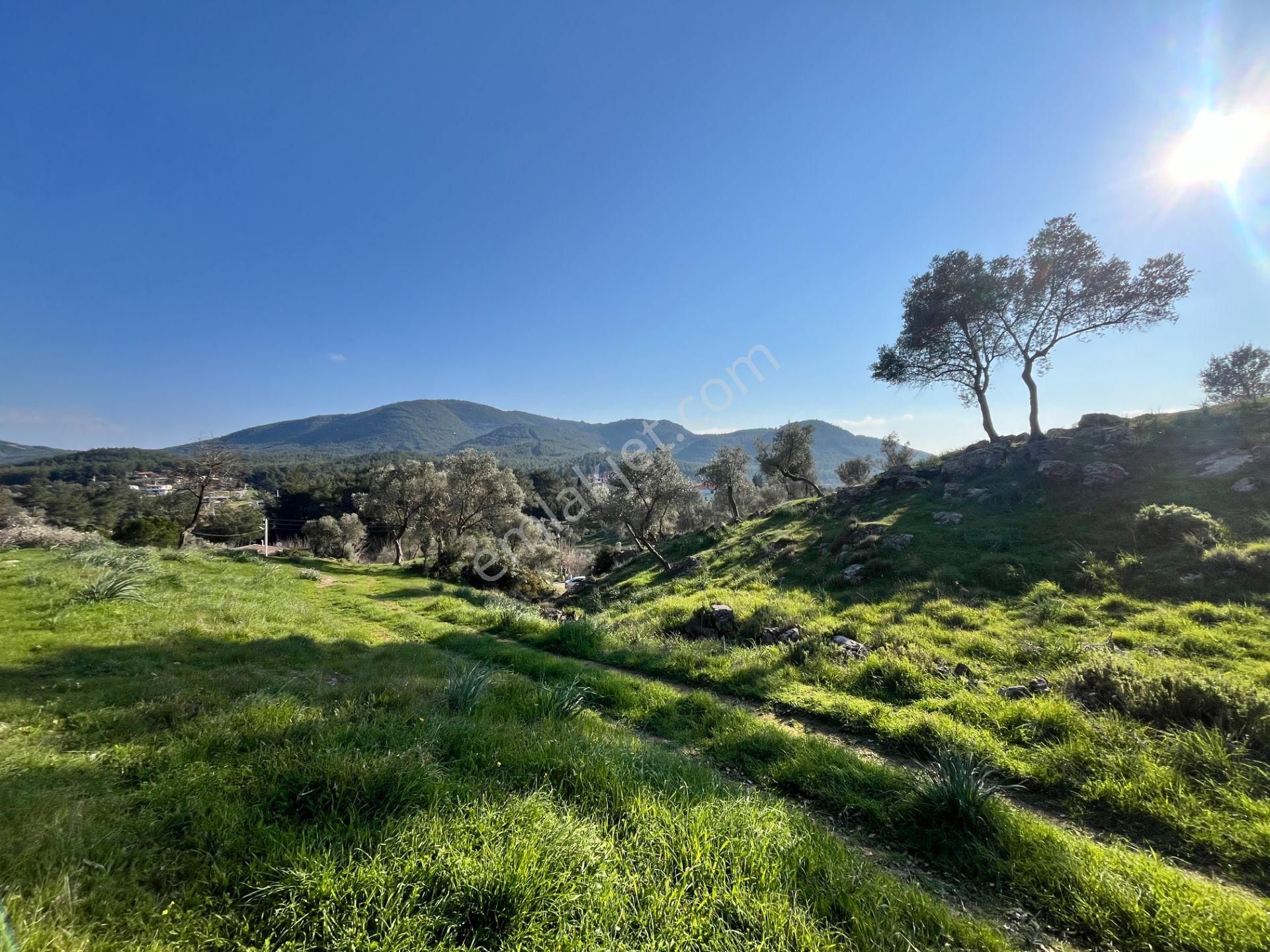 Seferihisar Orhanlı’da 10.000 M² Kadastral Yola Cepheli, Panoramik Doğa Manzaralı Satılık Arsa - Görsel 17