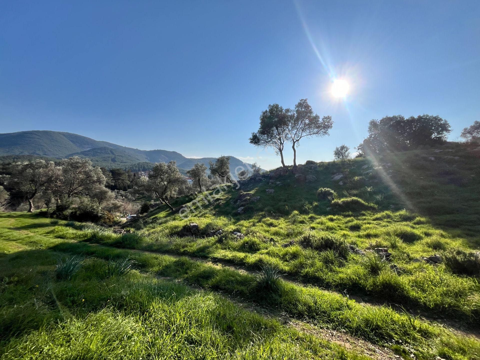 Seferihisar Orhanlı’da 10.000 M² Kadastral Yola Cepheli, Panoramik Doğa Manzaralı Satılık Arsa - Görsel 4