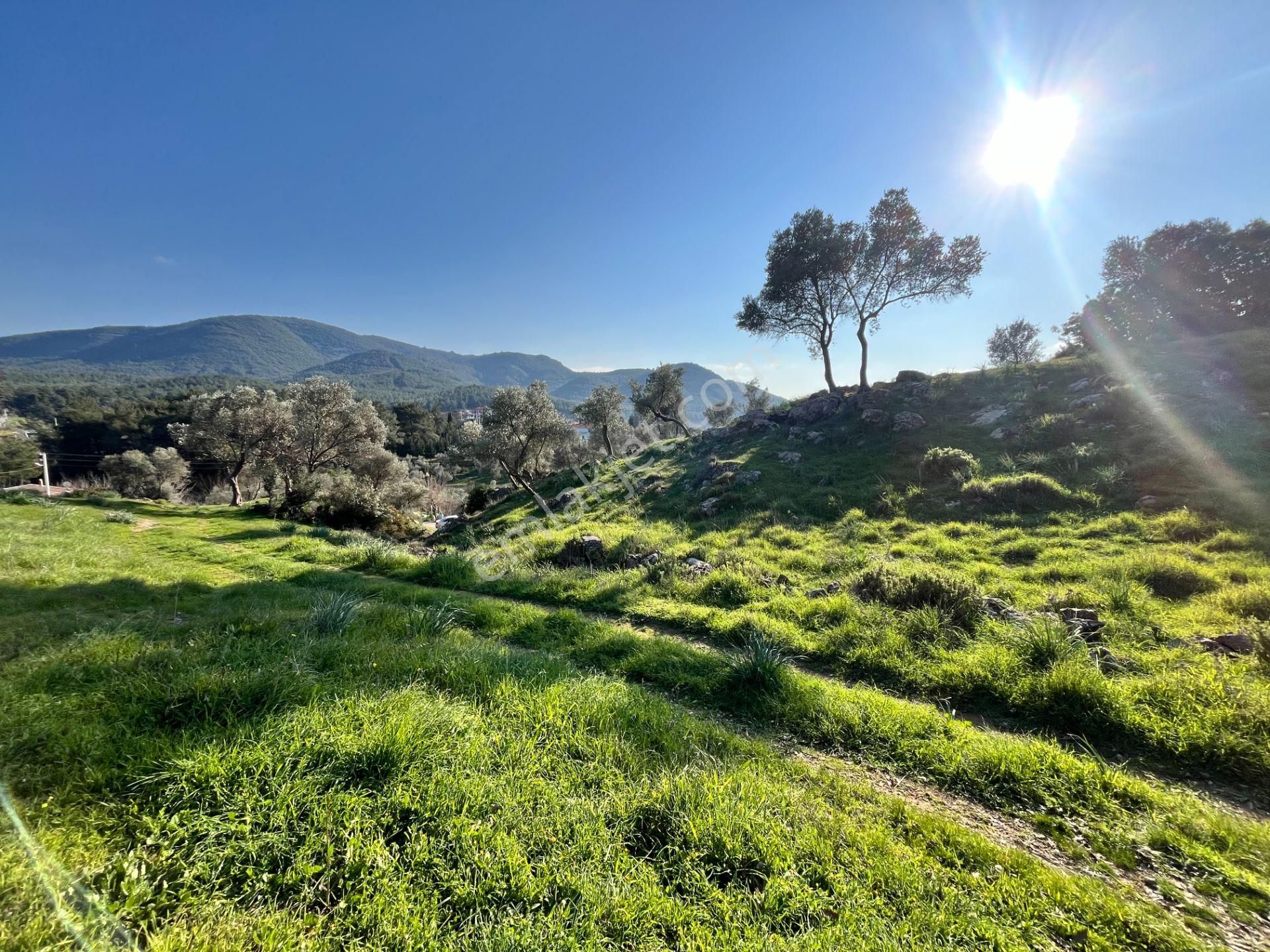 Seferihisar Orhanlı’da 10.000 M² Kadastral Yola Cepheli, Panoramik Doğa Manzaralı Satılık Arsa - Görsel 6