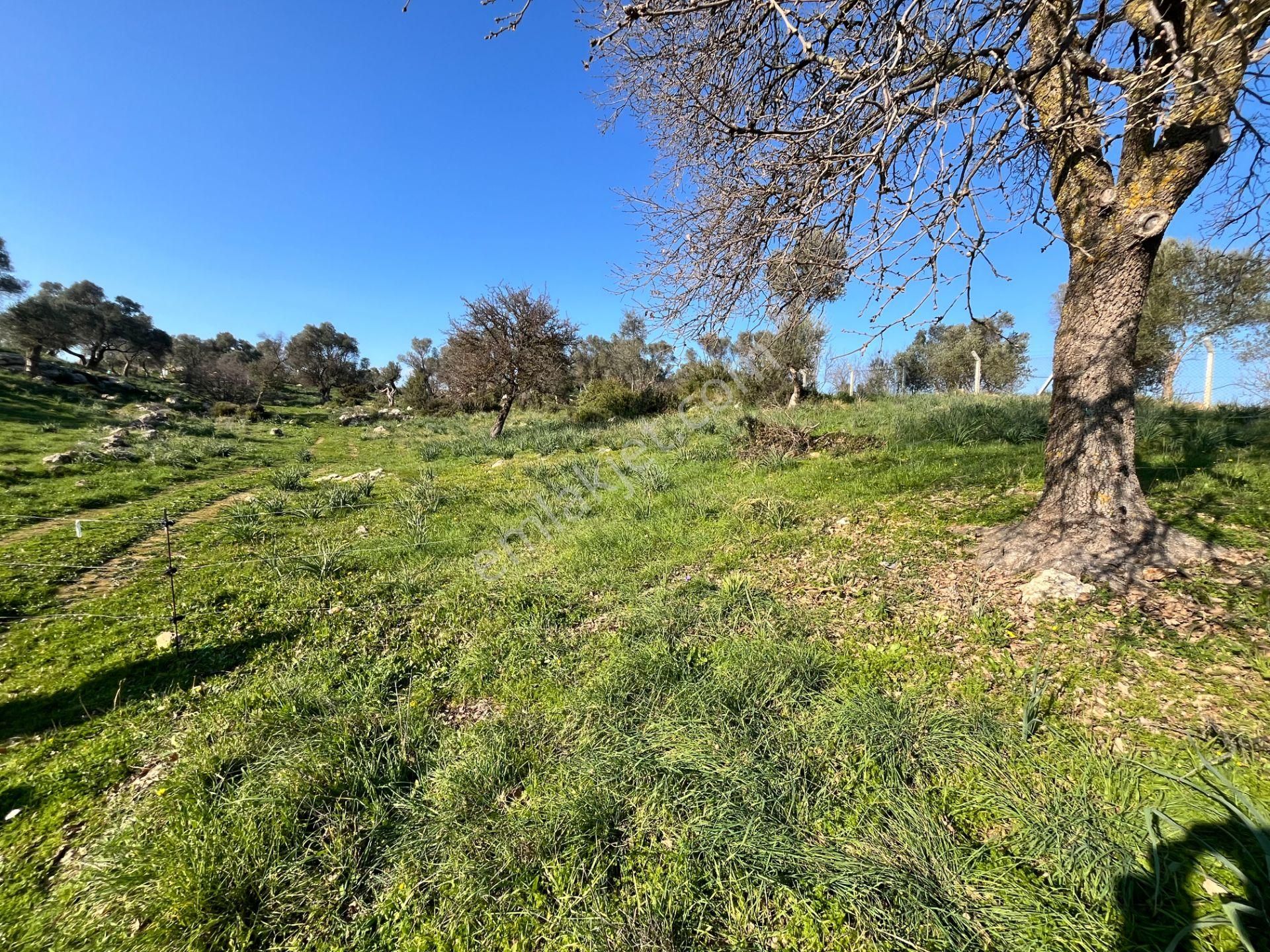 Seferihisar Orhanlı’da 10.000 M² Kadastral Yola Cepheli, Panoramik Doğa Manzaralı Satılık Arsa - Görsel 12