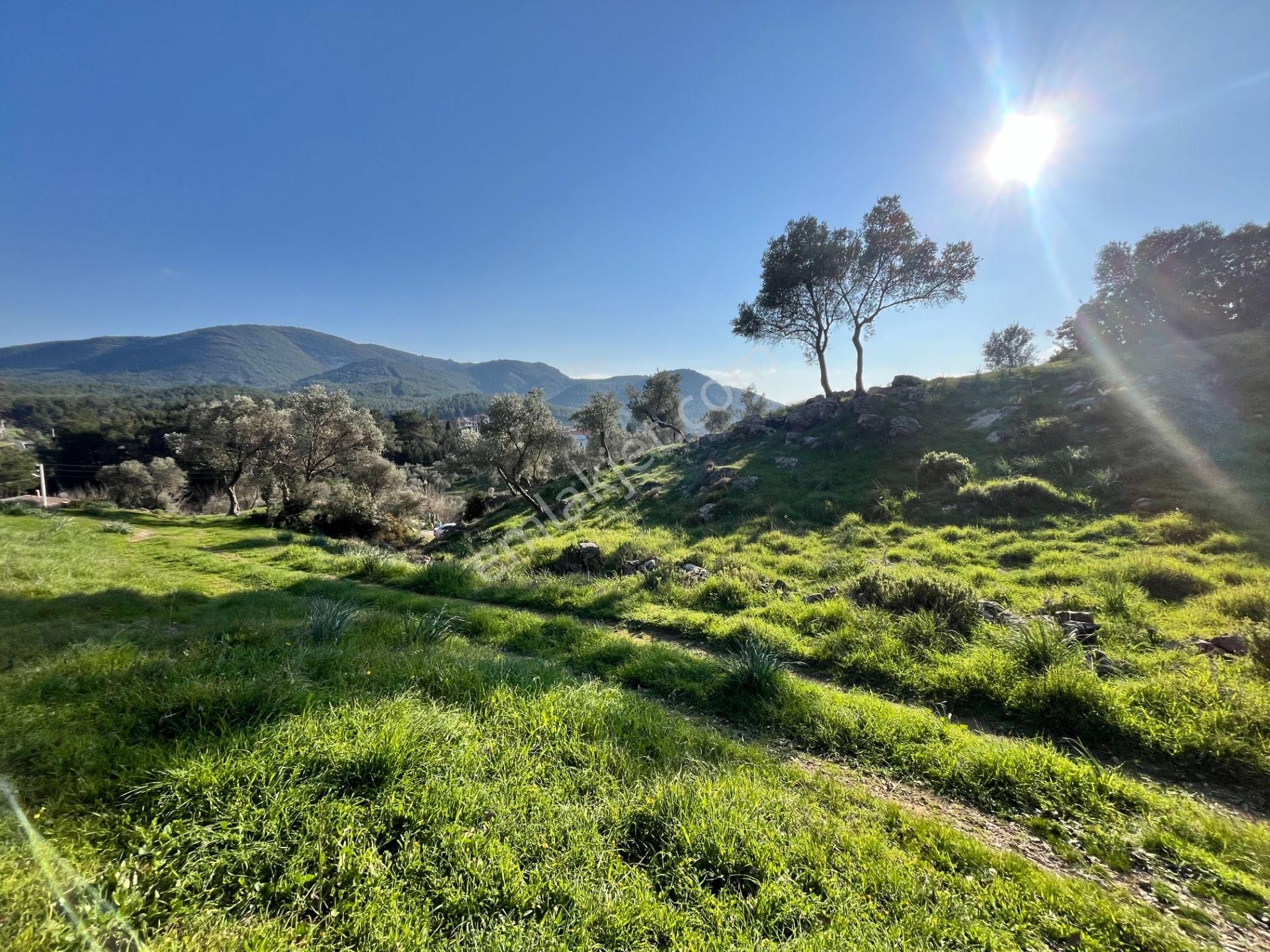 Seferihisar Orhanlı’da 10.000 M² Kadastral Yola Cepheli, Panoramik Doğa Manzaralı Satılık Arsa - Görsel 14