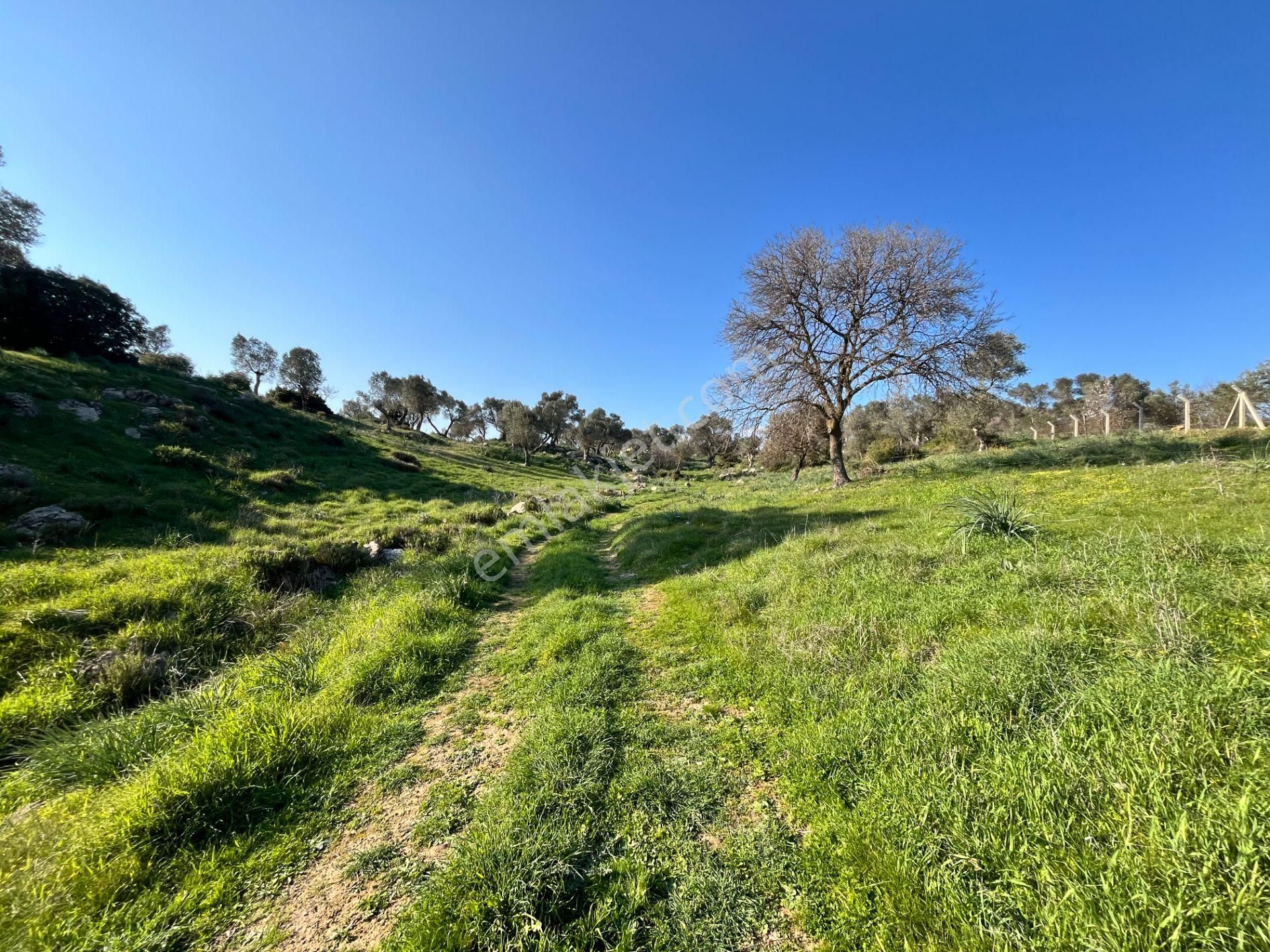 Seferihisar Orhanlı’da 10.000 M² Kadastral Yola Cepheli, Panoramik Doğa Manzaralı Satılık Arsa - Görsel 5