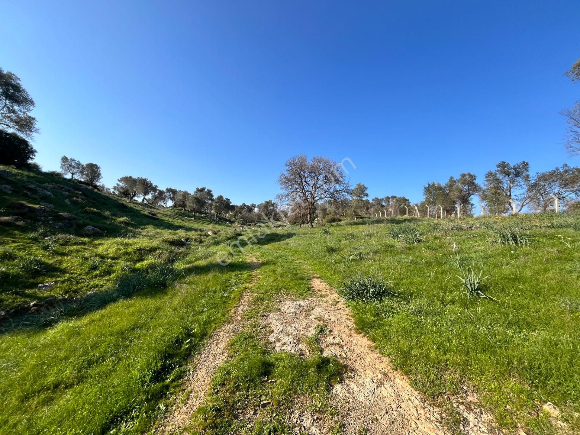 Seferihisar Orhanlı’da 10.000 M² Kadastral Yola Cepheli, Panoramik Doğa Manzaralı Satılık Arsa - Görsel 2