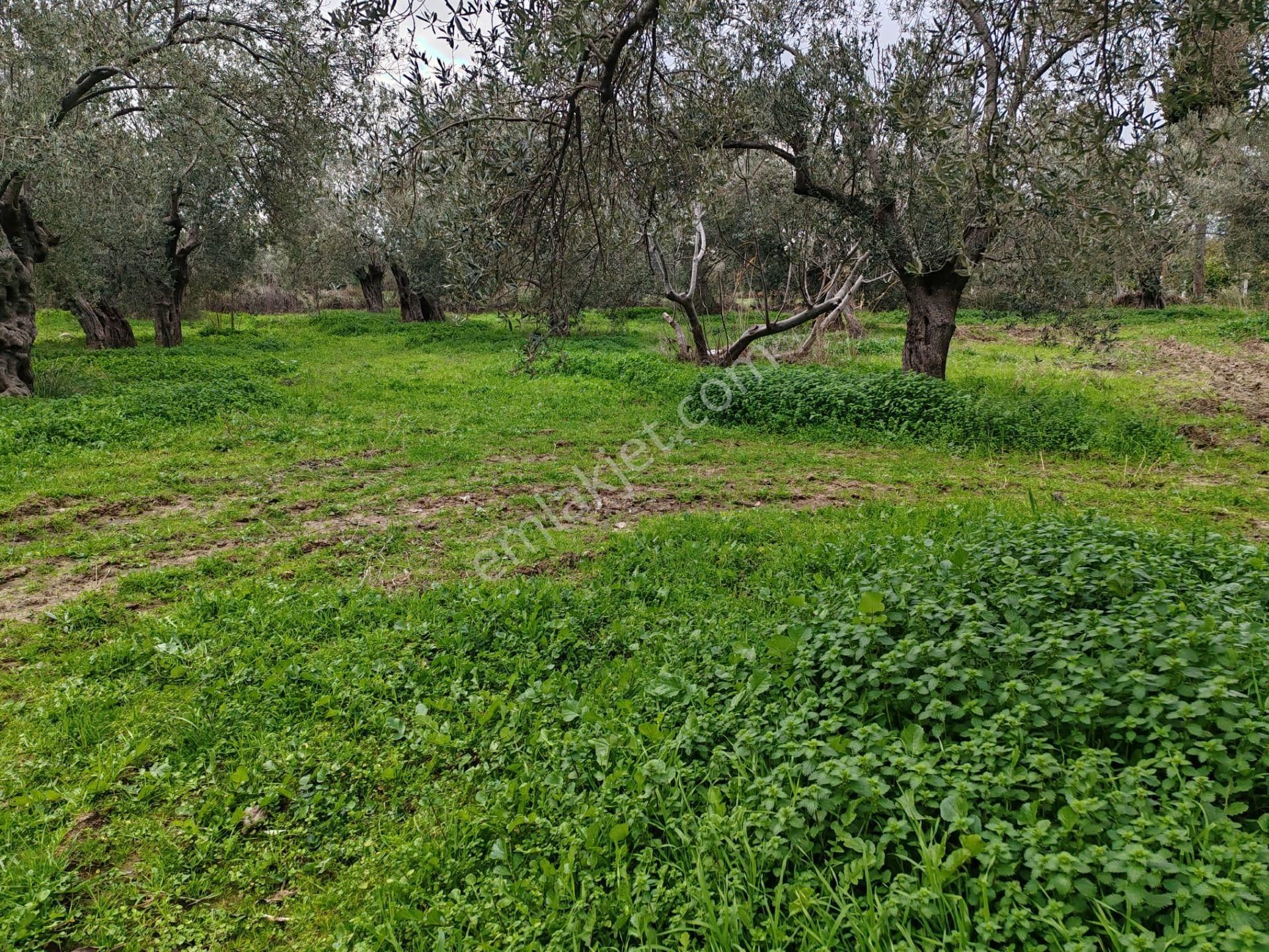 ▀▄tek Yetkili Artı Emlak'tan Havran Tekke'de Satılık 4241 M2 Zeytinlik - Görsel 2