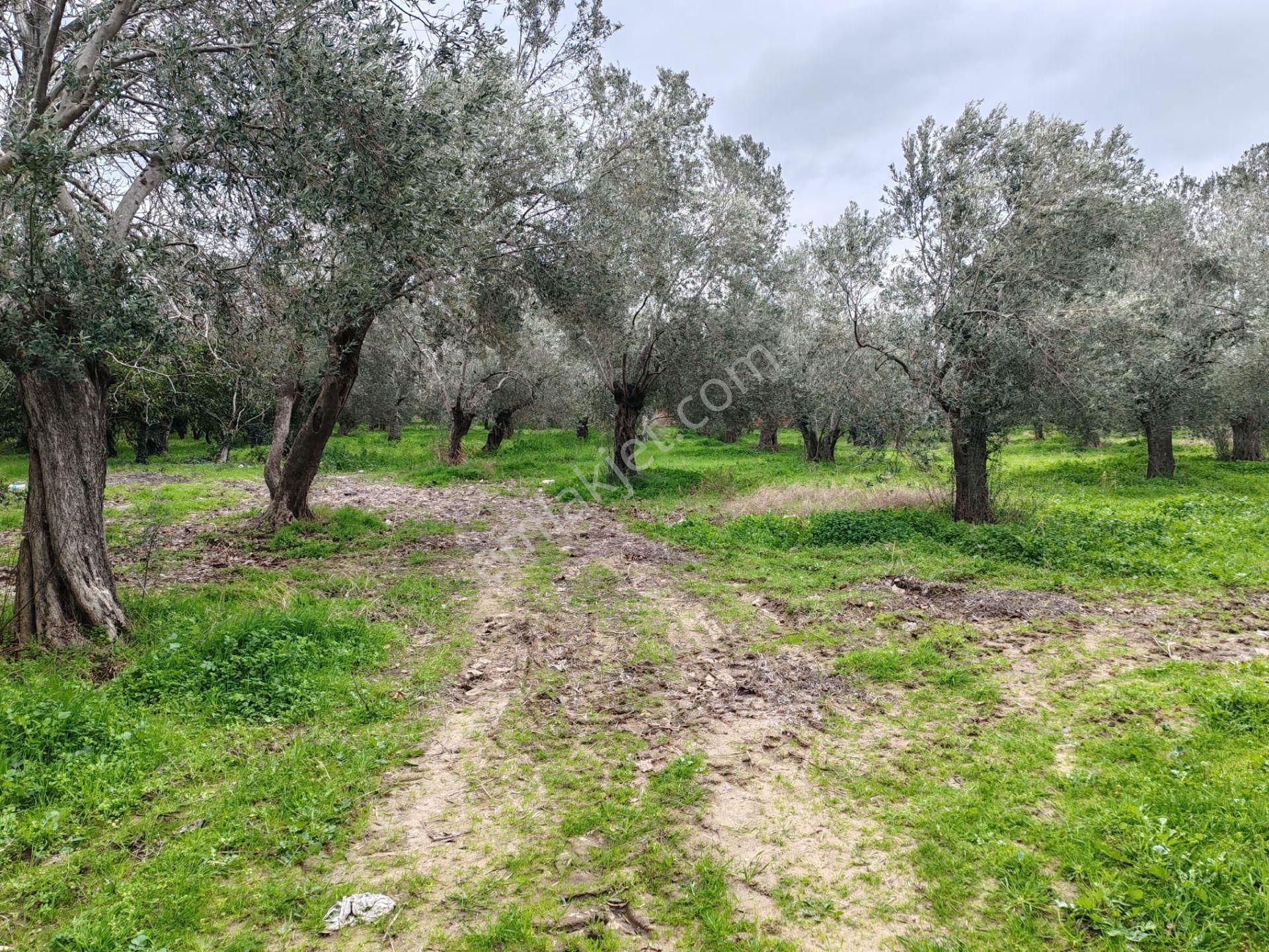▀▄tek Yetkili Artı Emlak'tan Havran Tekke'de Satılık 4241 M2 Zeytinlik - Görsel 6