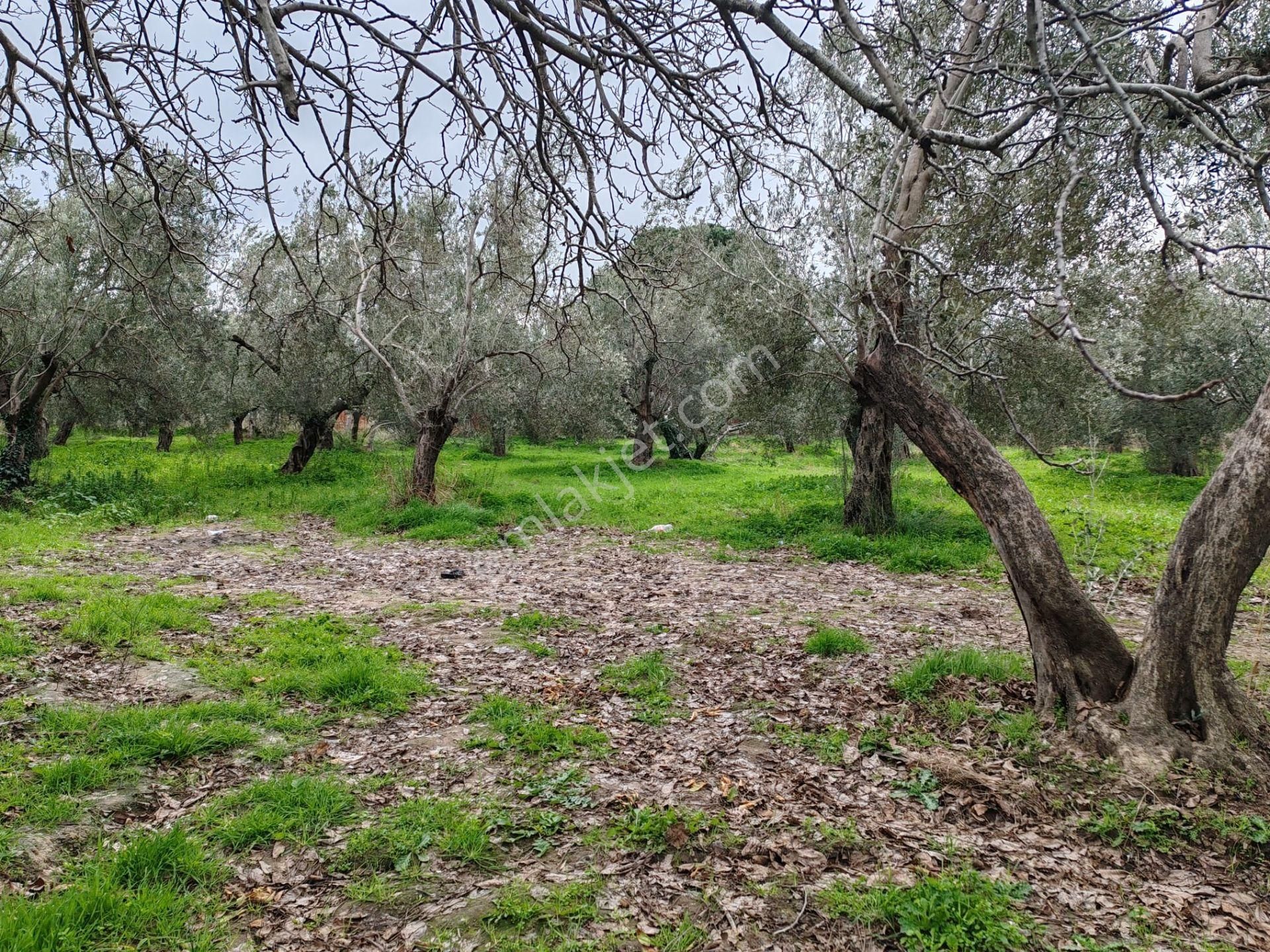 ▀▄tek Yetkili Artı Emlak'tan Havran Tekke'de Satılık 4241 M2 Zeytinlik - Görsel 4