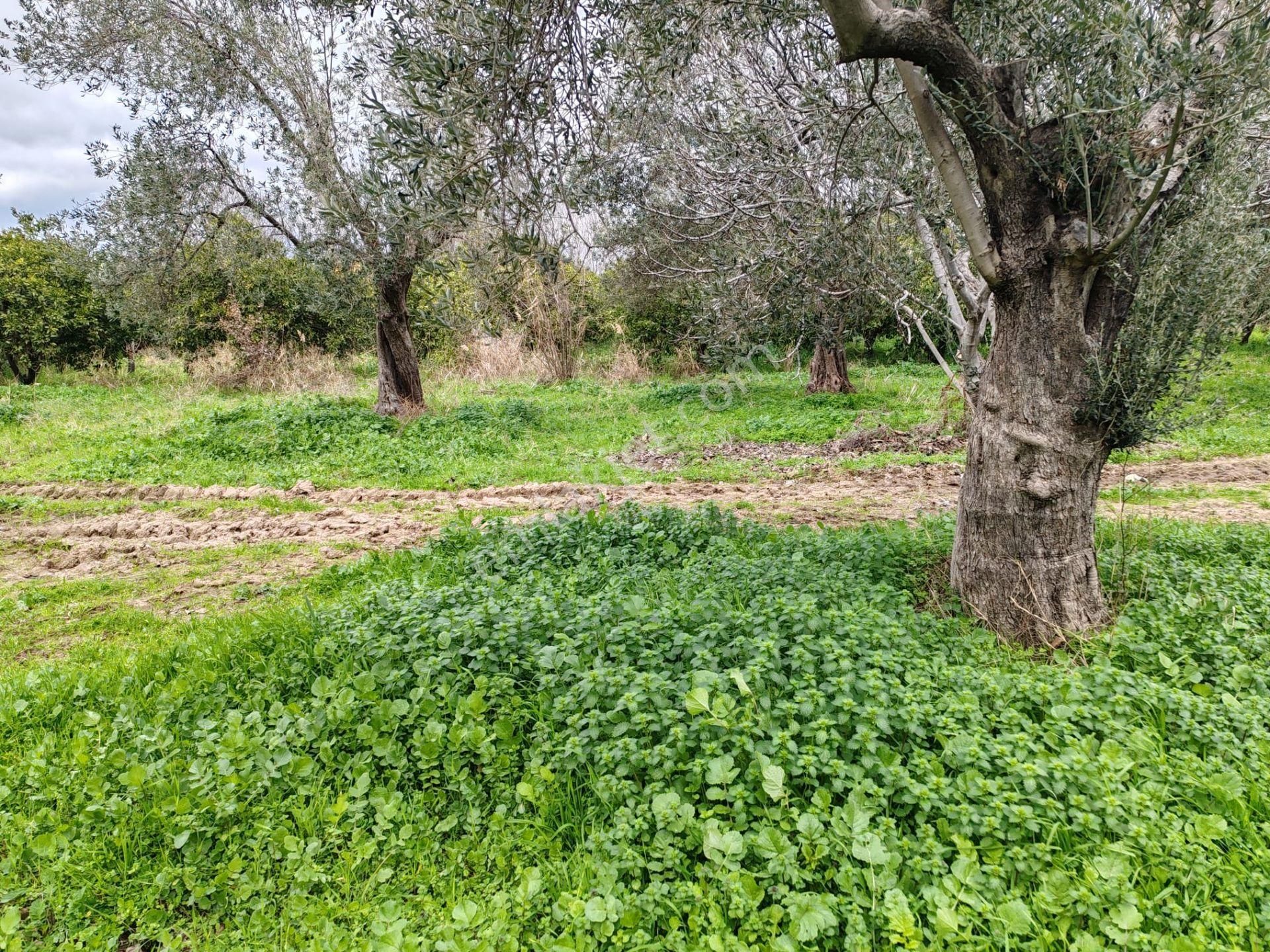 ▀▄tek Yetkili Artı Emlak'tan Havran Tekke'de Satılık 4241 M2 Zeytinlik - Görsel 5