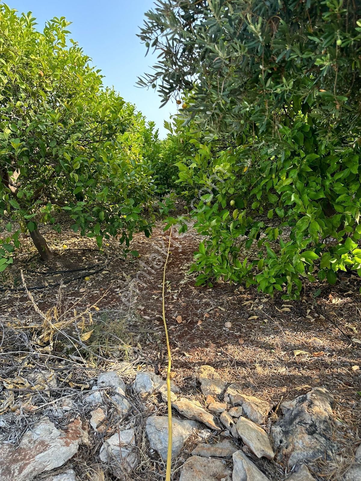 Mersin Erdemli'de Deniz Manzaralı Satılık Limon Bahçesi - Görsel 9