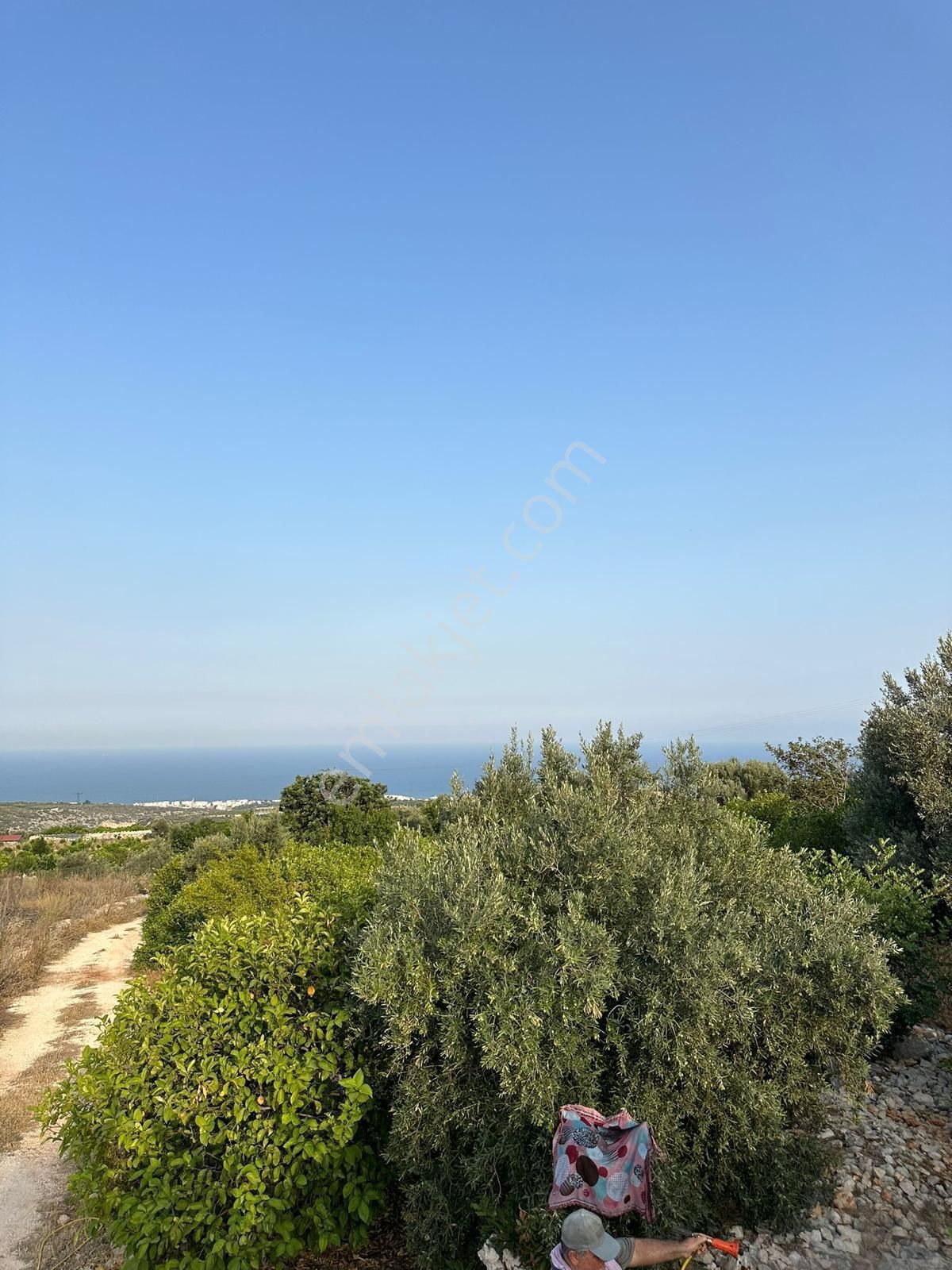 Mersin Erdemli'de Deniz Manzaralı Satılık Limon Bahçesi - Görsel 8