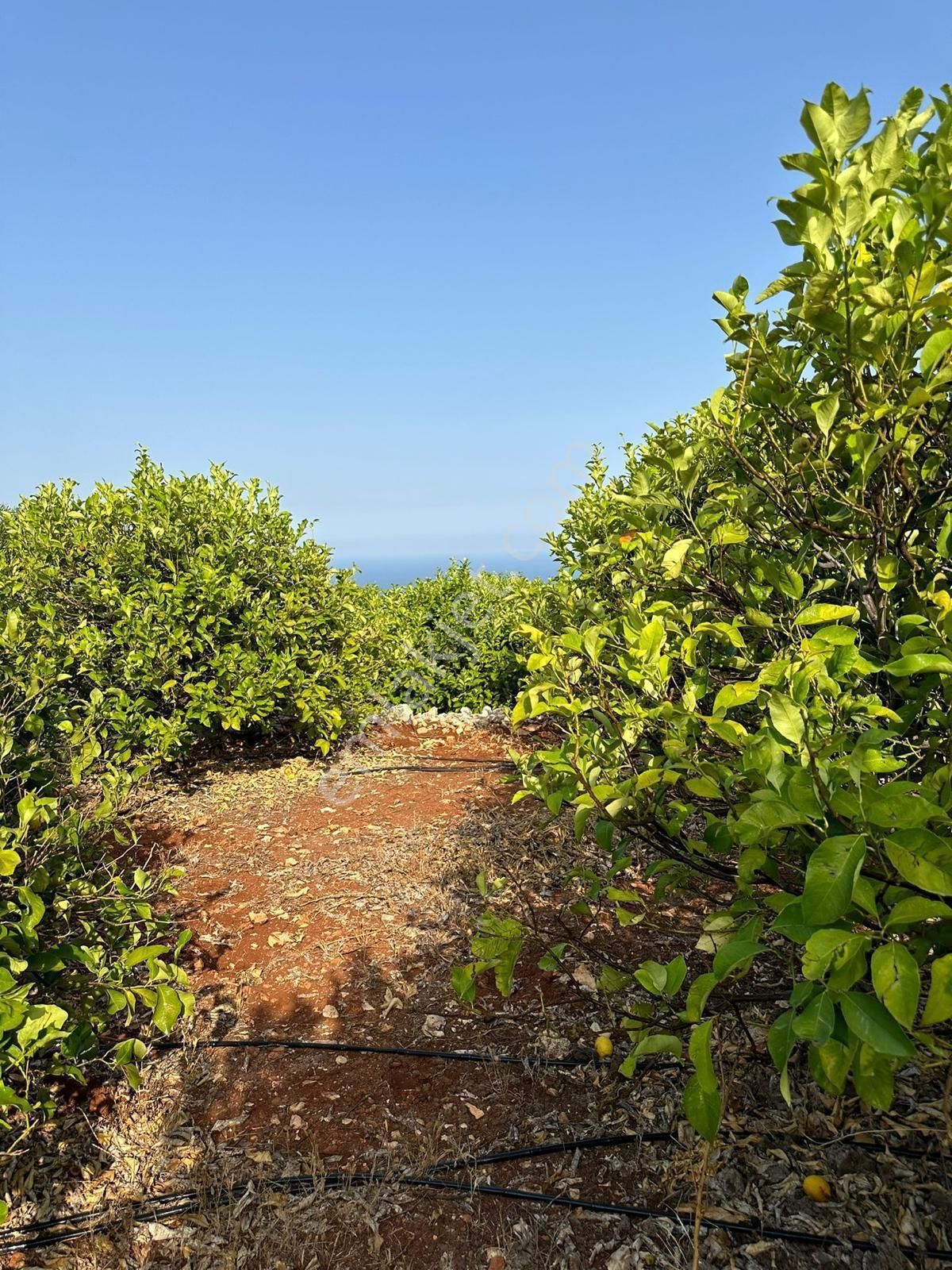 Mersin Erdemli'de Deniz Manzaralı Satılık Limon Bahçesi - Görsel 10