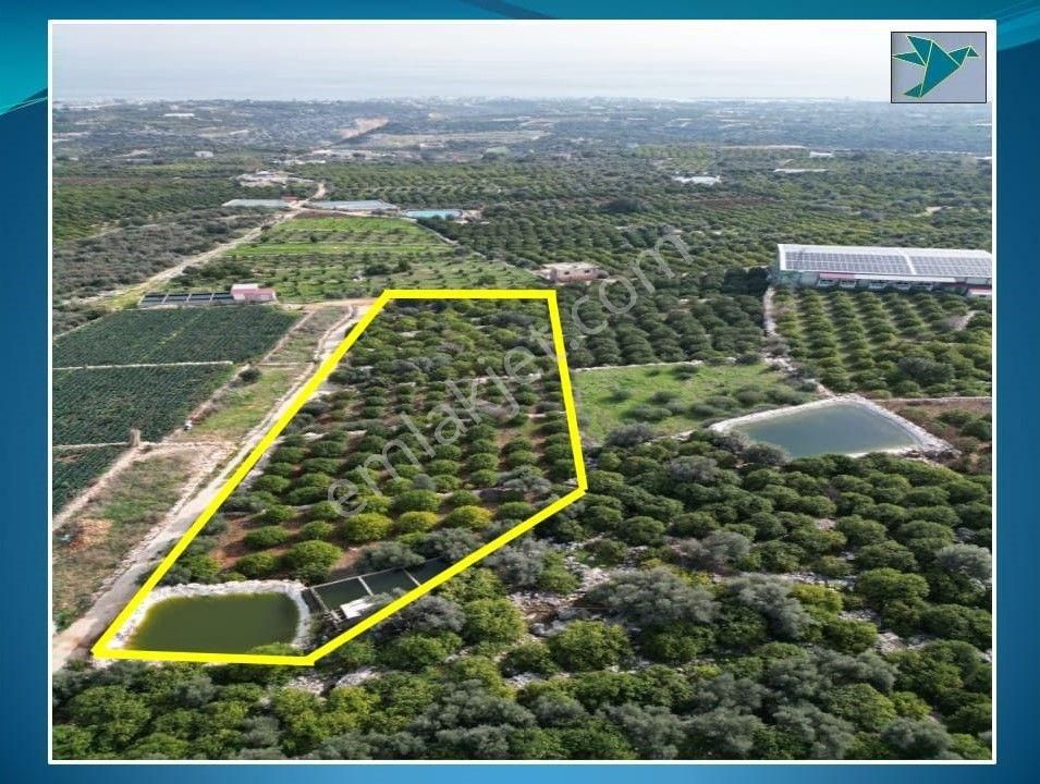 Mersin Erdemli'de Deniz Manzaralı Satılık Limon Bahçesi - Görsel 2