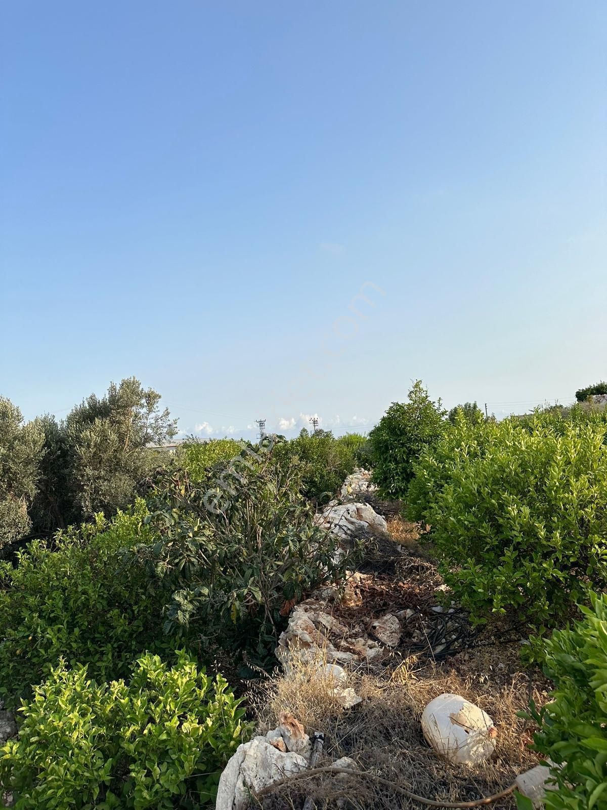 Mersin Erdemli'de Deniz Manzaralı Satılık Limon Bahçesi - Görsel 4