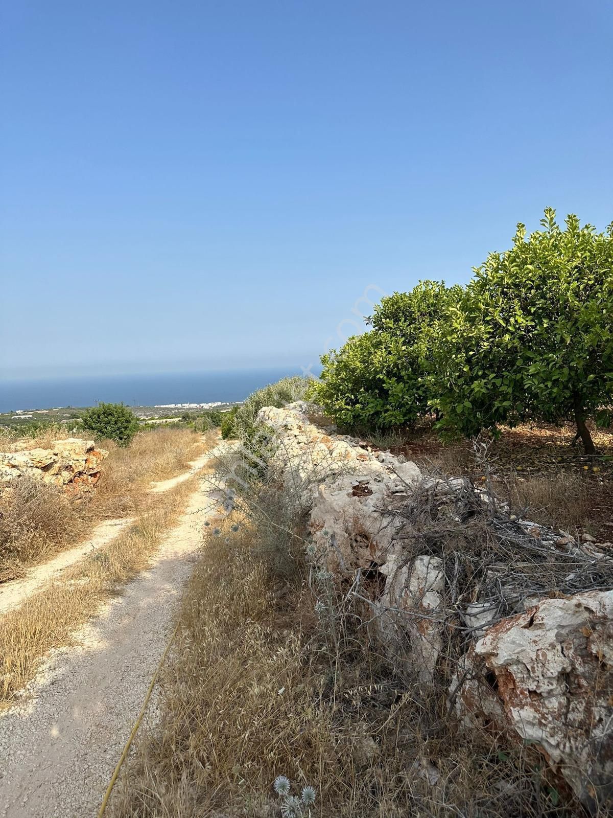 Mersin Erdemli'de Deniz Manzaralı Satılık Limon Bahçesi - Görsel 7