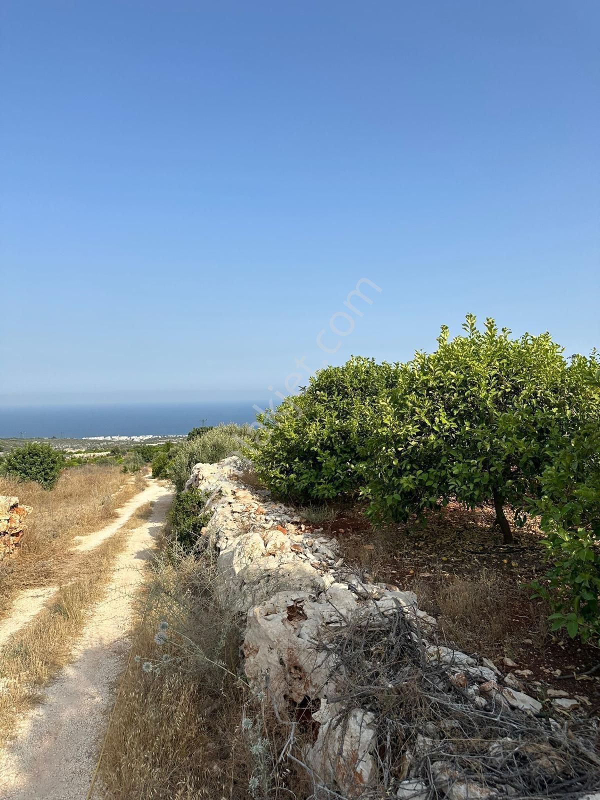 Mersin Erdemli'de Deniz Manzaralı Satılık Limon Bahçesi - Görsel 6