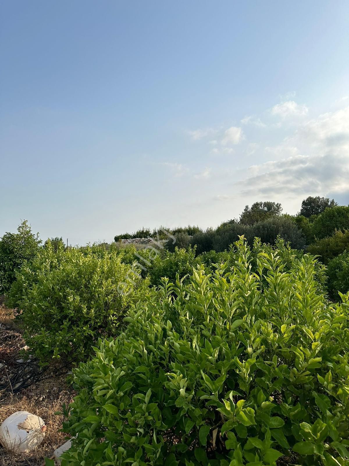 Mersin Erdemli'de Deniz Manzaralı Satılık Limon Bahçesi - Görsel 5