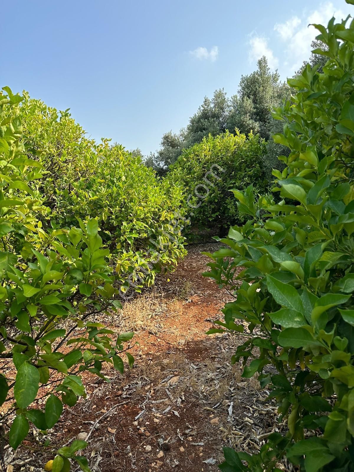 Mersin Erdemli'de Deniz Manzaralı Satılık Limon Bahçesi - Görsel 11