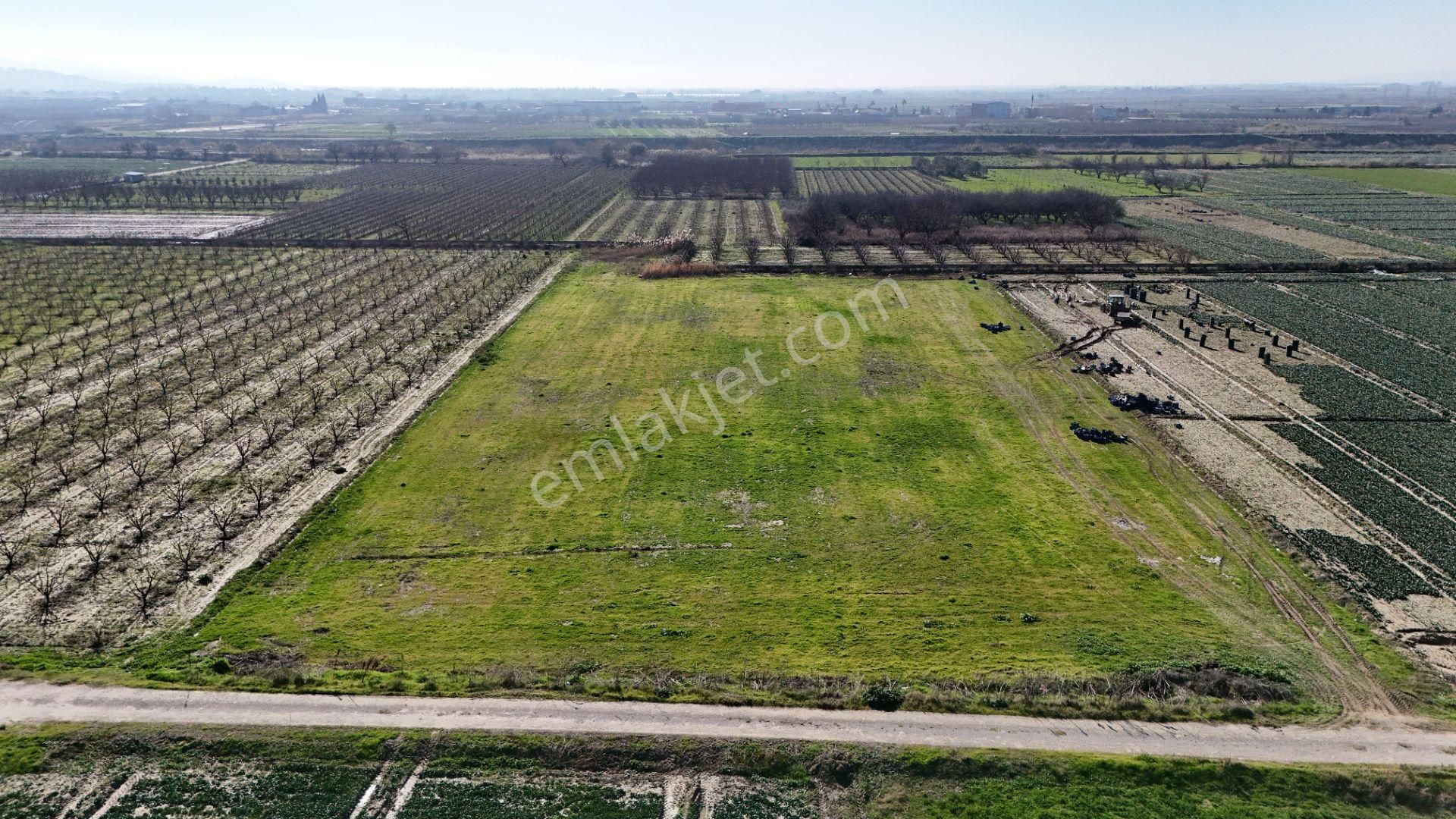 Menemen Yanıkköy Satılık Tarla Menemen Yanıkköyü Verimli 8527 M2 Satılık Tarla