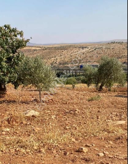 Nizip Kocatepe Satılık Bağ & Bahçe Kocatepe - Nizip 'de Bağevlik Yola Sıfır Köye Yakın Fıstıklık.