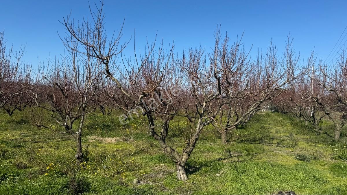 Selçuk Cumhuriyet Satılık Bağ & Bahçe İzmir Selçuk Cumhuriyet Mah. Satılık 11.740 M2 Şeftali Bahçesi