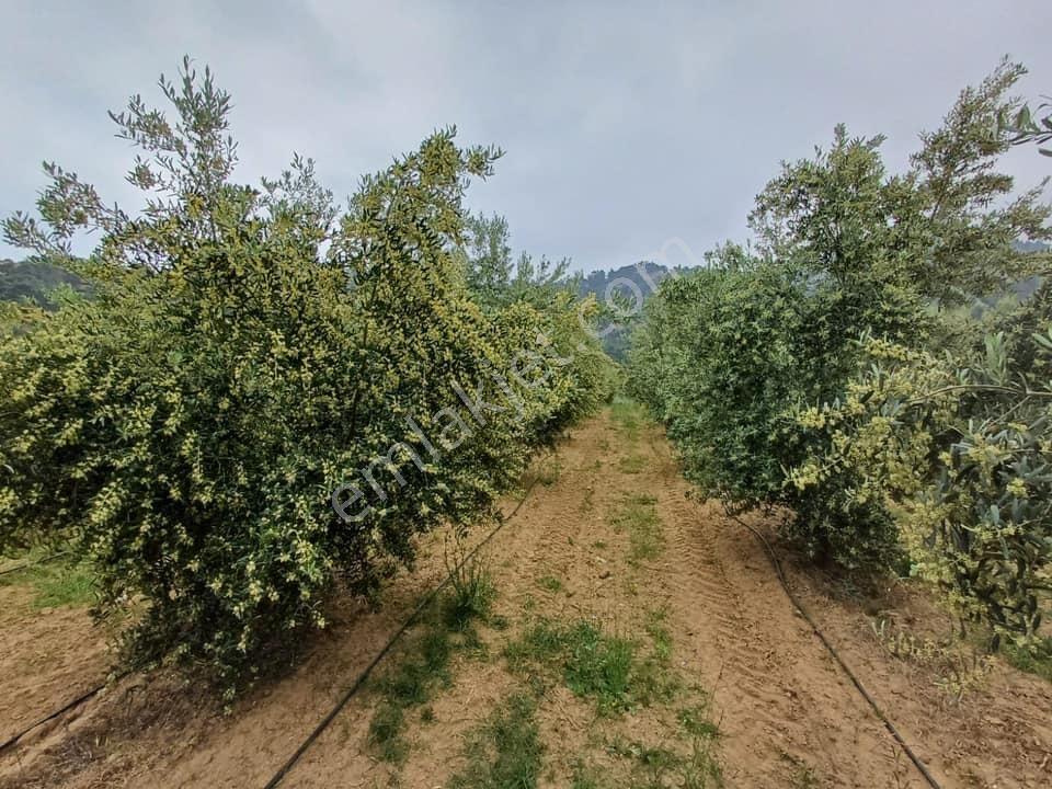 Salihli Köseali Satılık Zeytinlik Tc Emlaktan Satılık Zeytinlik ! Merkeze Yakın