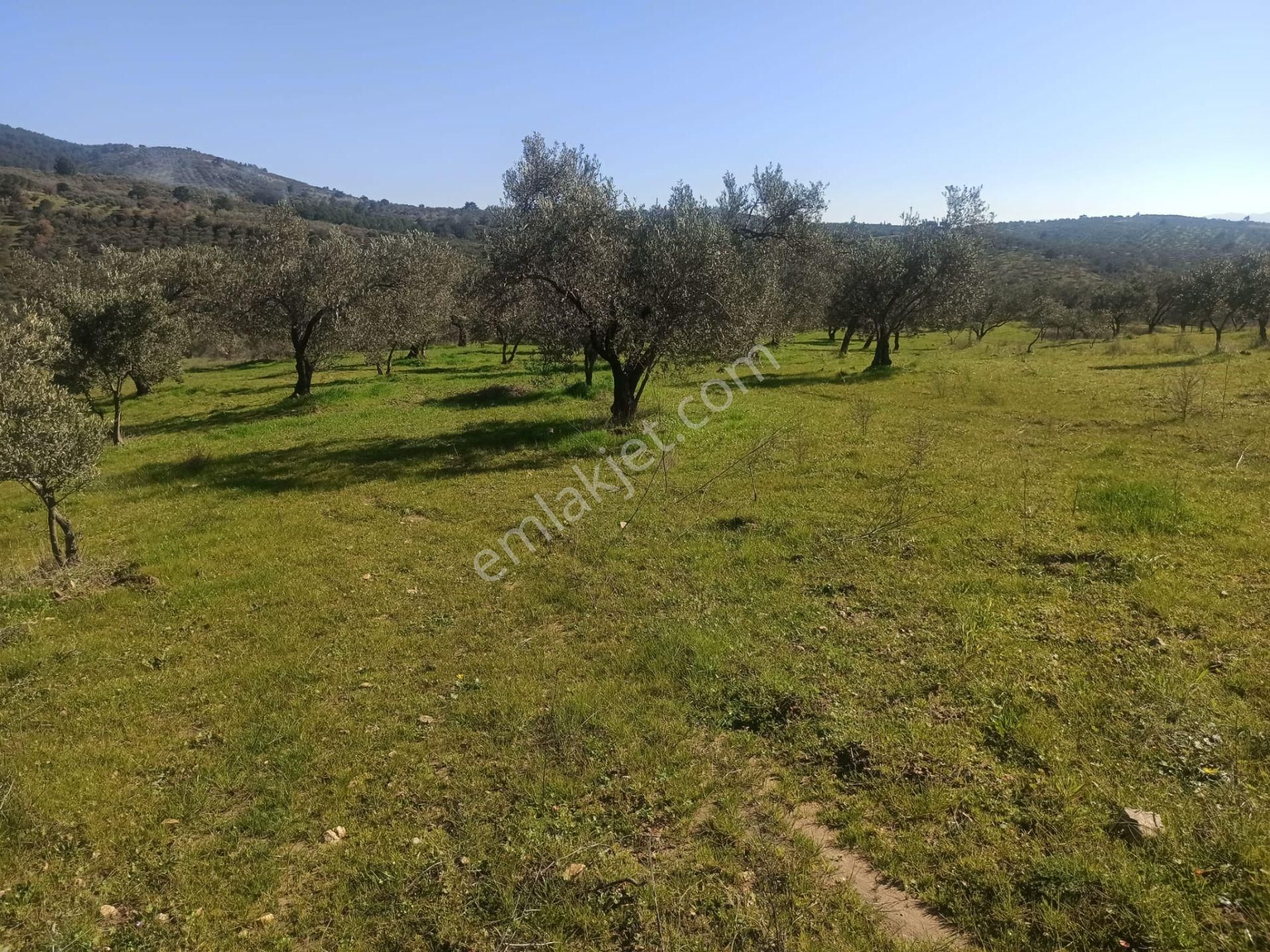 ▀▄artı Emlak'tan Edremit Hacıarslanlar'da Satılık 11155 M2 Zeytinlik - Görsel 4