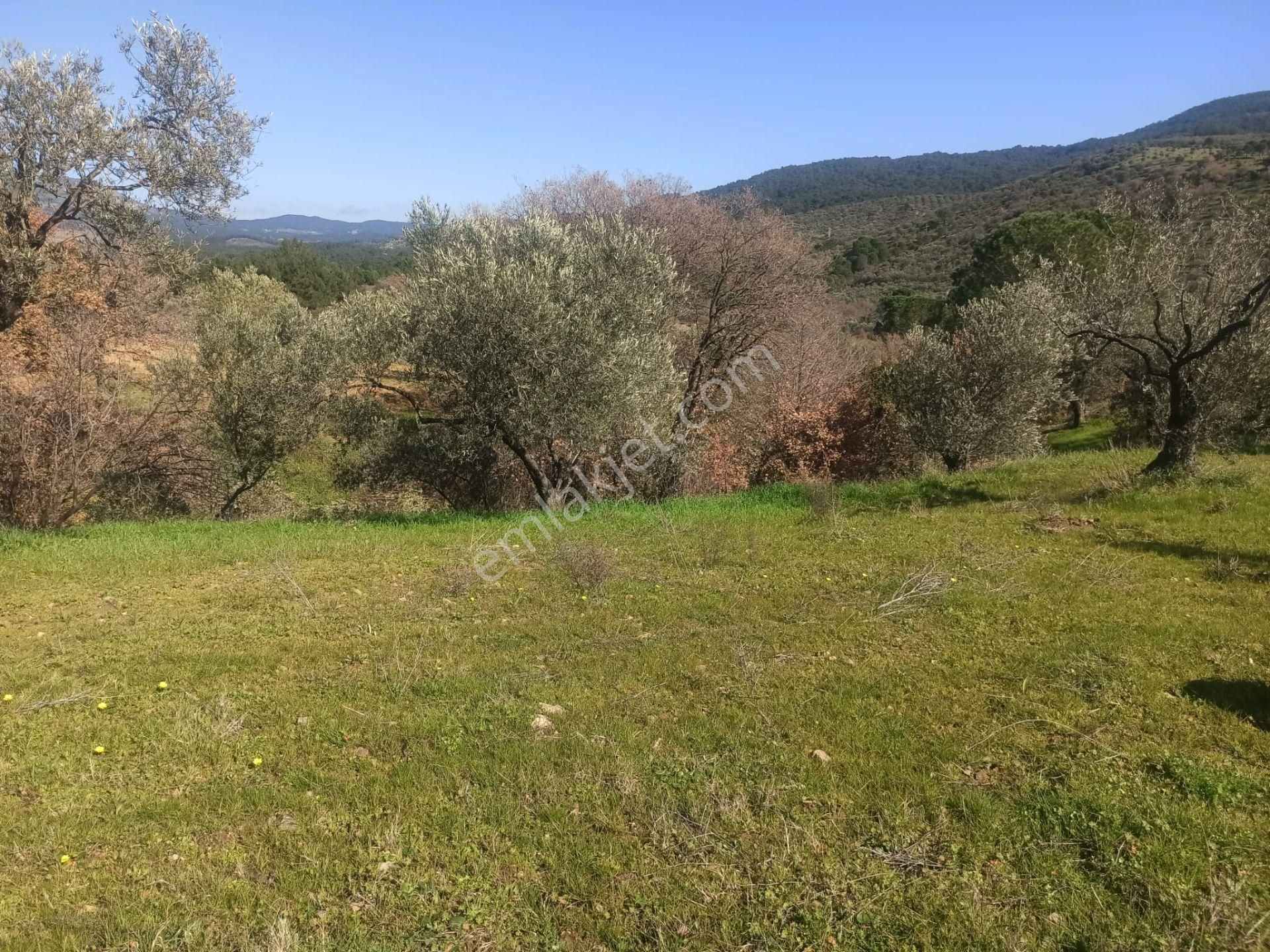 ▀▄artı Emlak'tan Edremit Hacıarslanlar'da Satılık 11155 M2 Zeytinlik - Görsel 5