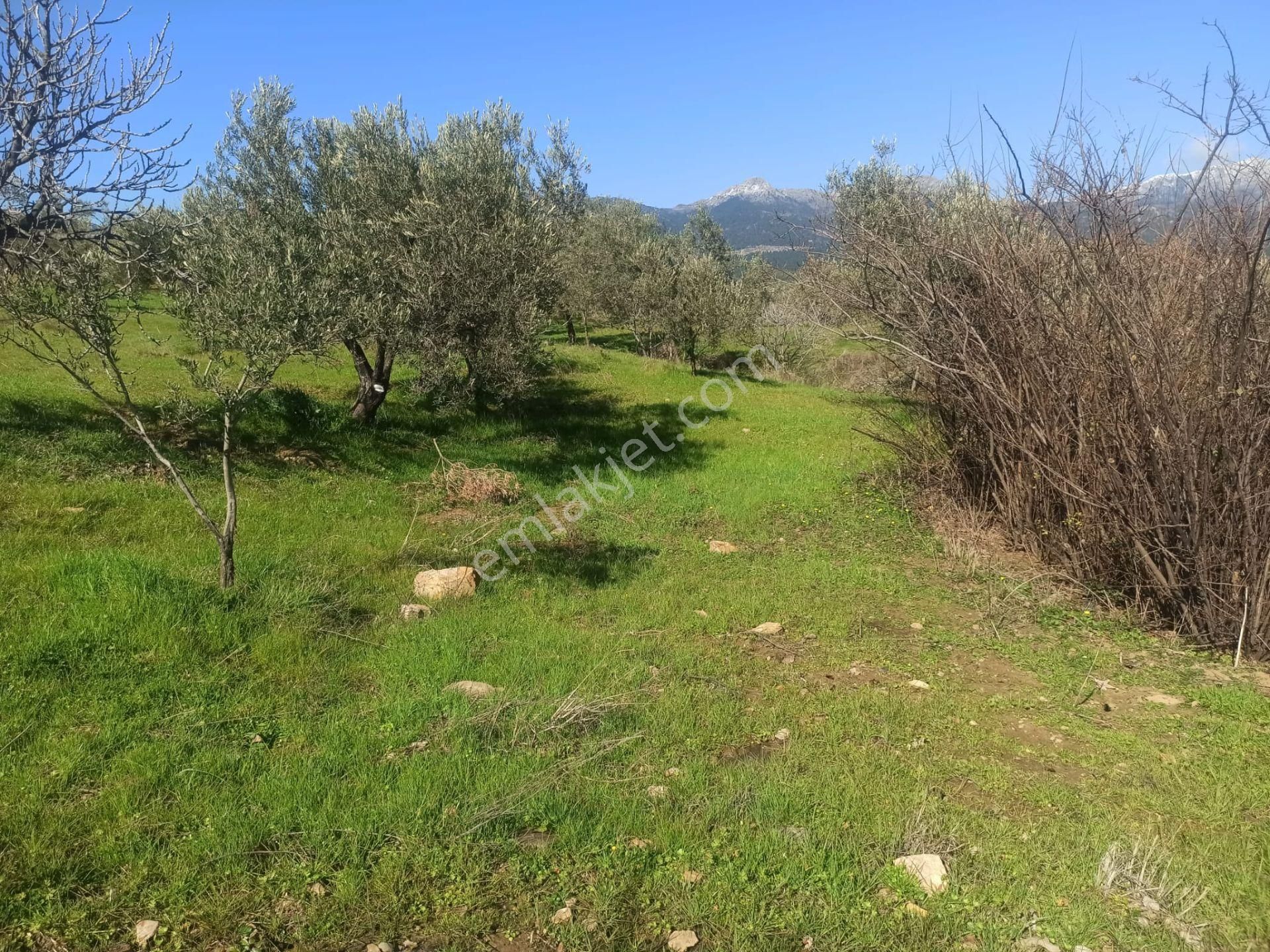 ▀▄artı Emlak'tan Edremit Hacıarslanlar'da Satılık 11155 M2 Zeytinlik - Görsel 2