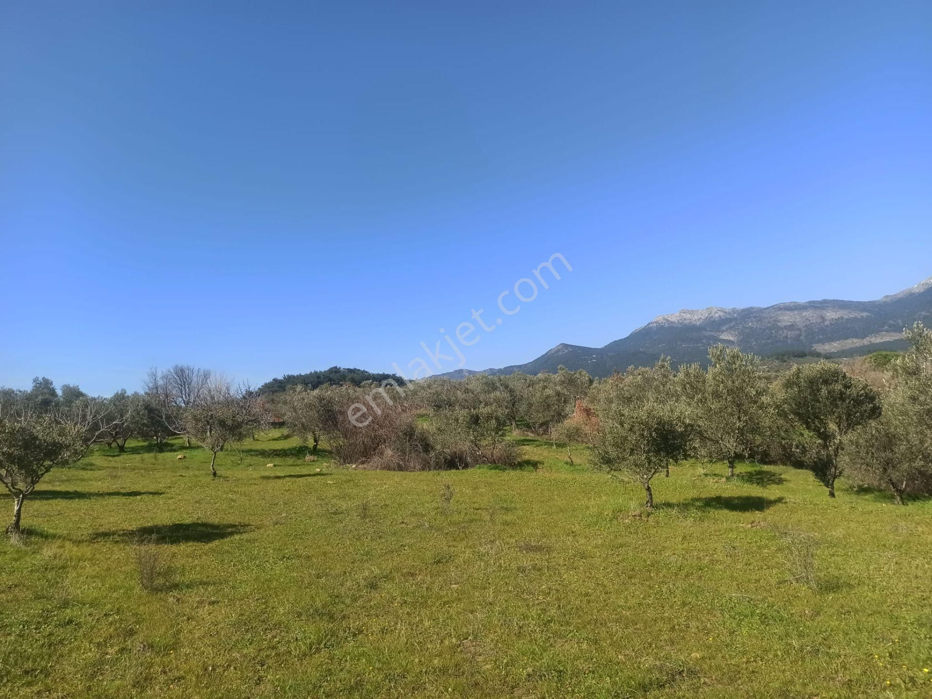 ▀▄artı Emlak'tan Edremit Hacıarslanlar'da Satılık 11155 M2 Zeytinlik - Görsel 3