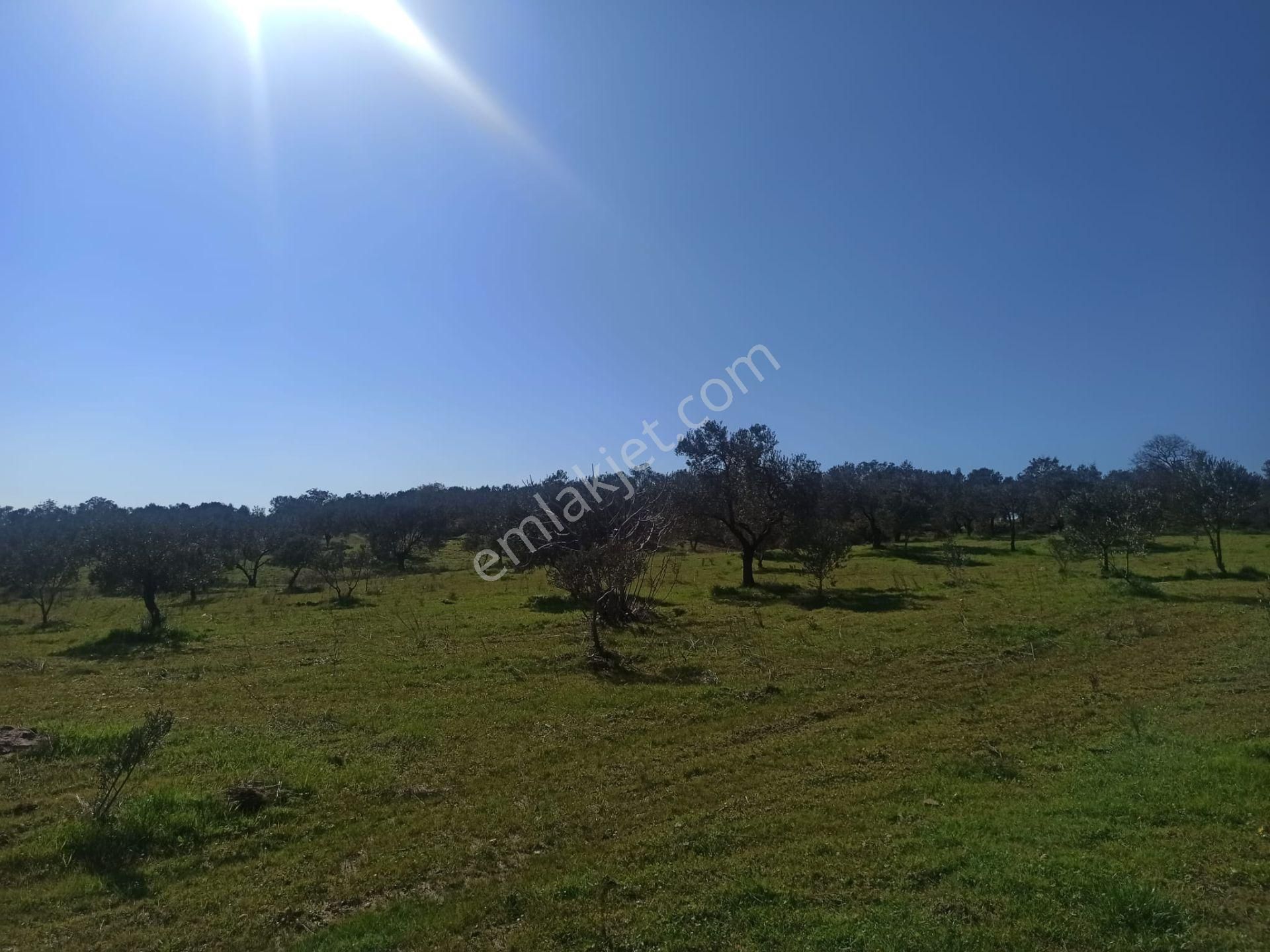 ▀▄artı Emlak'tan Edremit Hacıarslanlar'da Satılık 11155 M2 Zeytinlik - Görsel 6