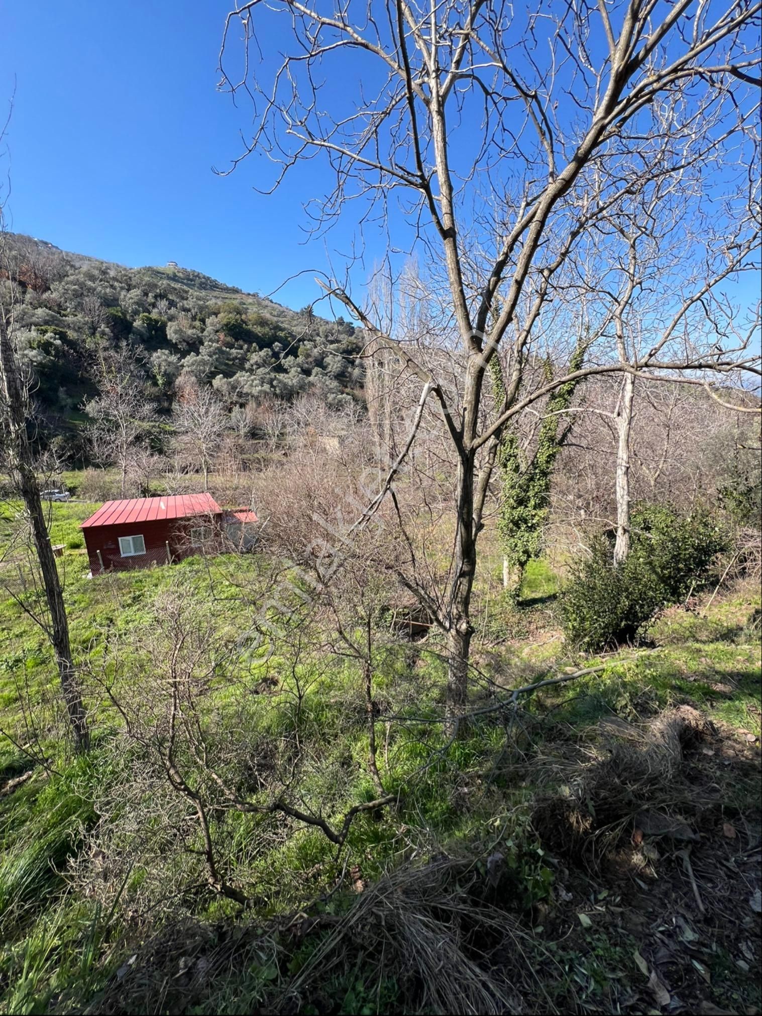 Tire Cambazlı Satılık Tarla Akyörük Gayrimenkulden Satılık Değirmenderede Zeytin Bahçesi