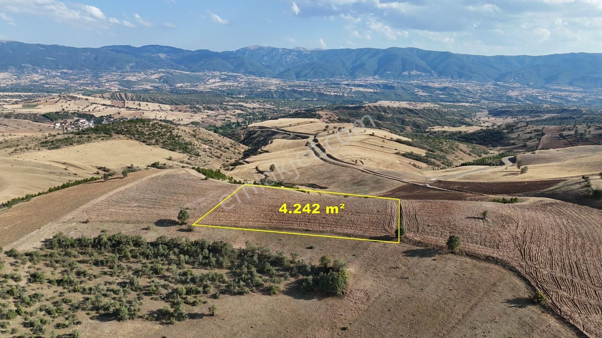 Hamamözü Sarayözü Köyü Satılık Tarla Amasya / Hamamözü / Sarayözü Nde 4.242 M² Müstakil Tapulu Tarla