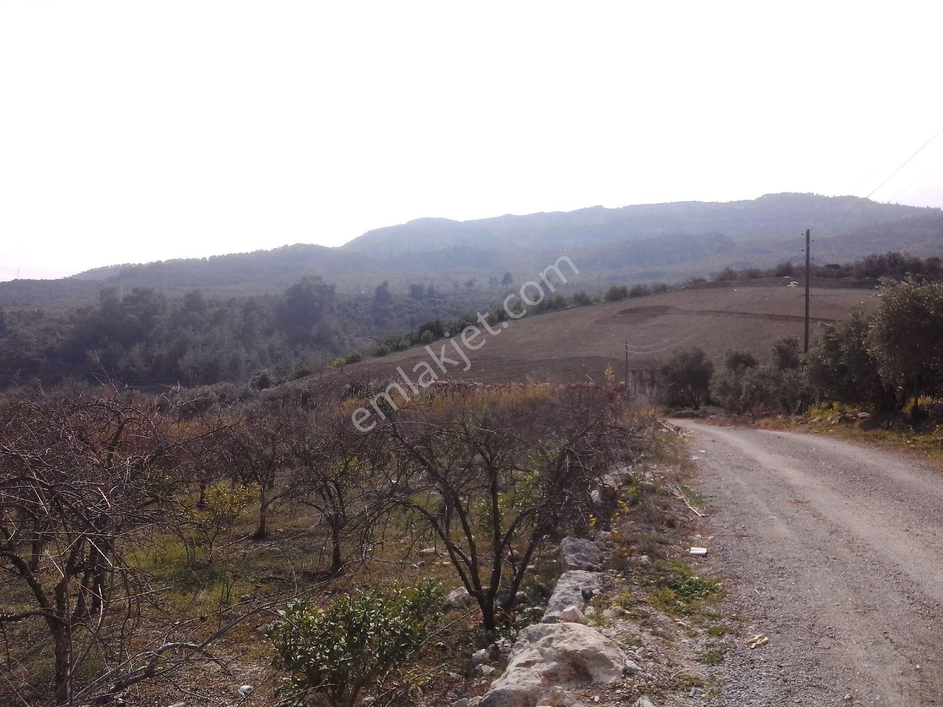 Yenişehir Turunçlu Satılık Tarla Yenişehir Emirler Turunçlu Portakal Bahçesi