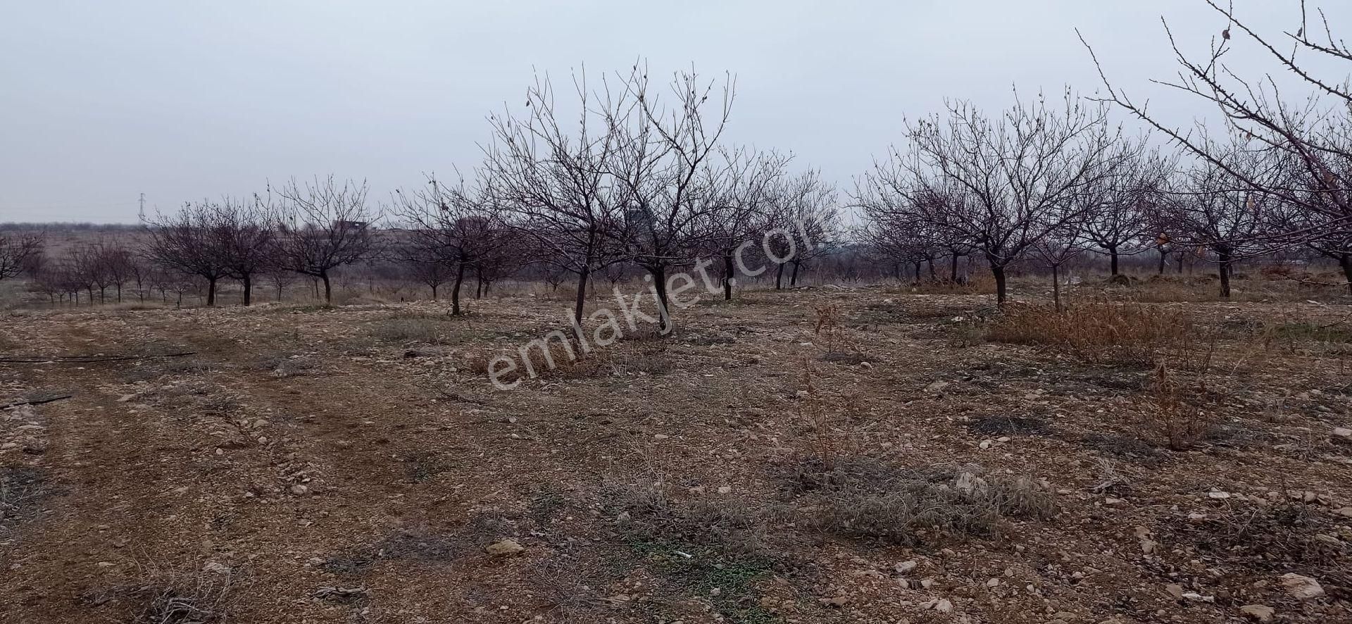 Battalgazi Toptaş Satılık Bağ & Bahçe Satılık Bahçe