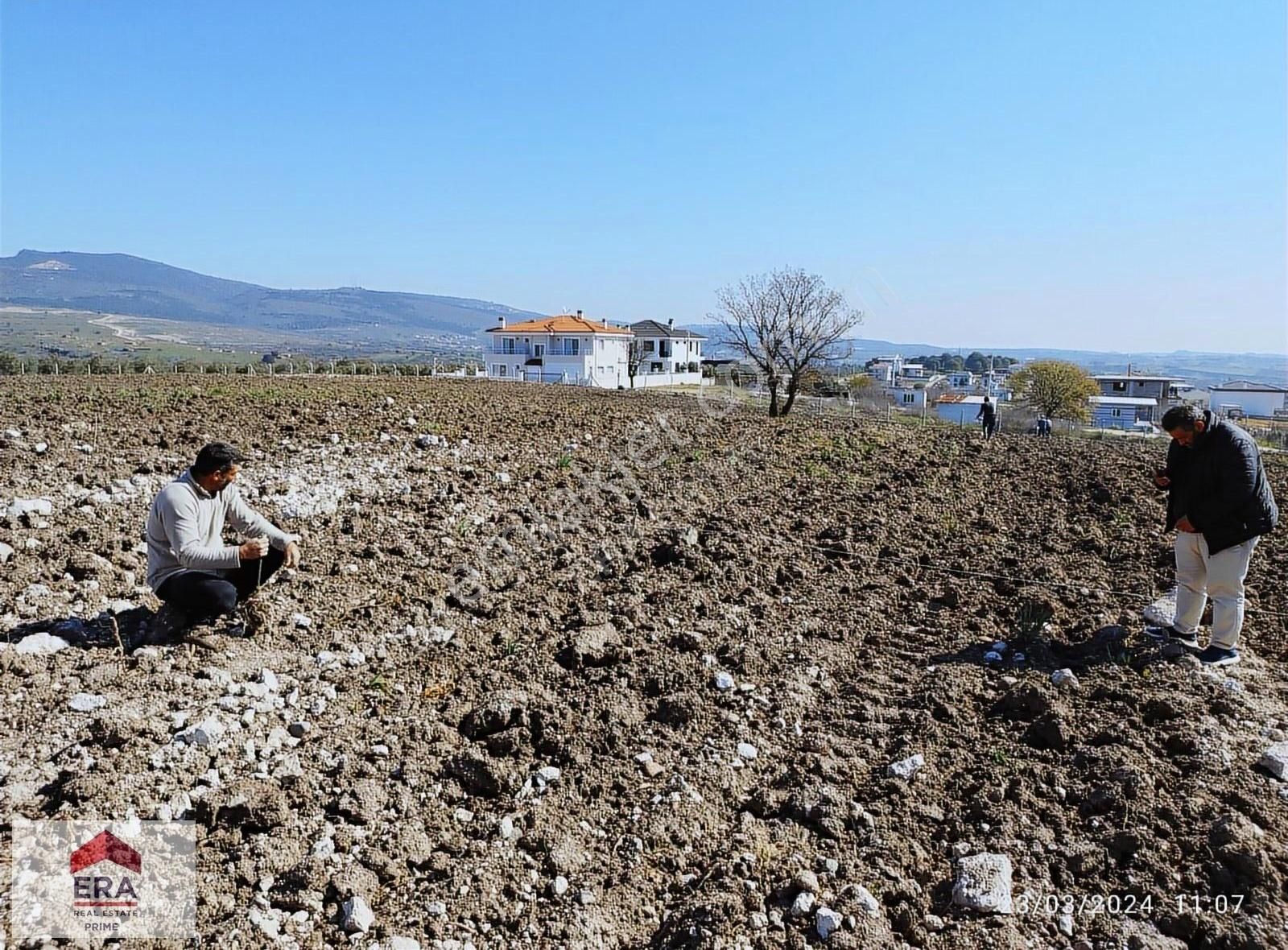 Yunusemre Gülbahçe Satılık Bağ & Bahçe Manisa Merkez Gülbahçe Köyü Satılık Özel Ağaçlandırma Arazisi