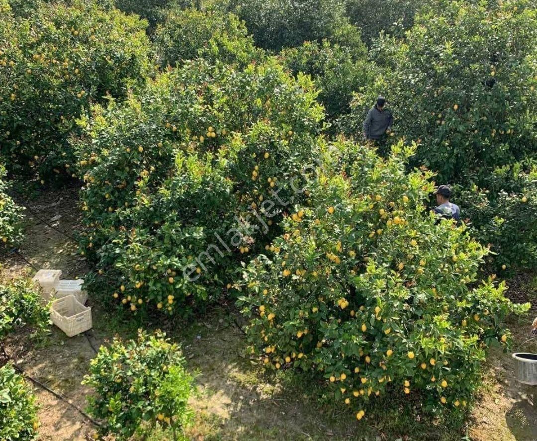 Arsuz Çetillik Satılık Konut İmarlı Satılık Parsel İmara Açık Ve Limon Bahçesi