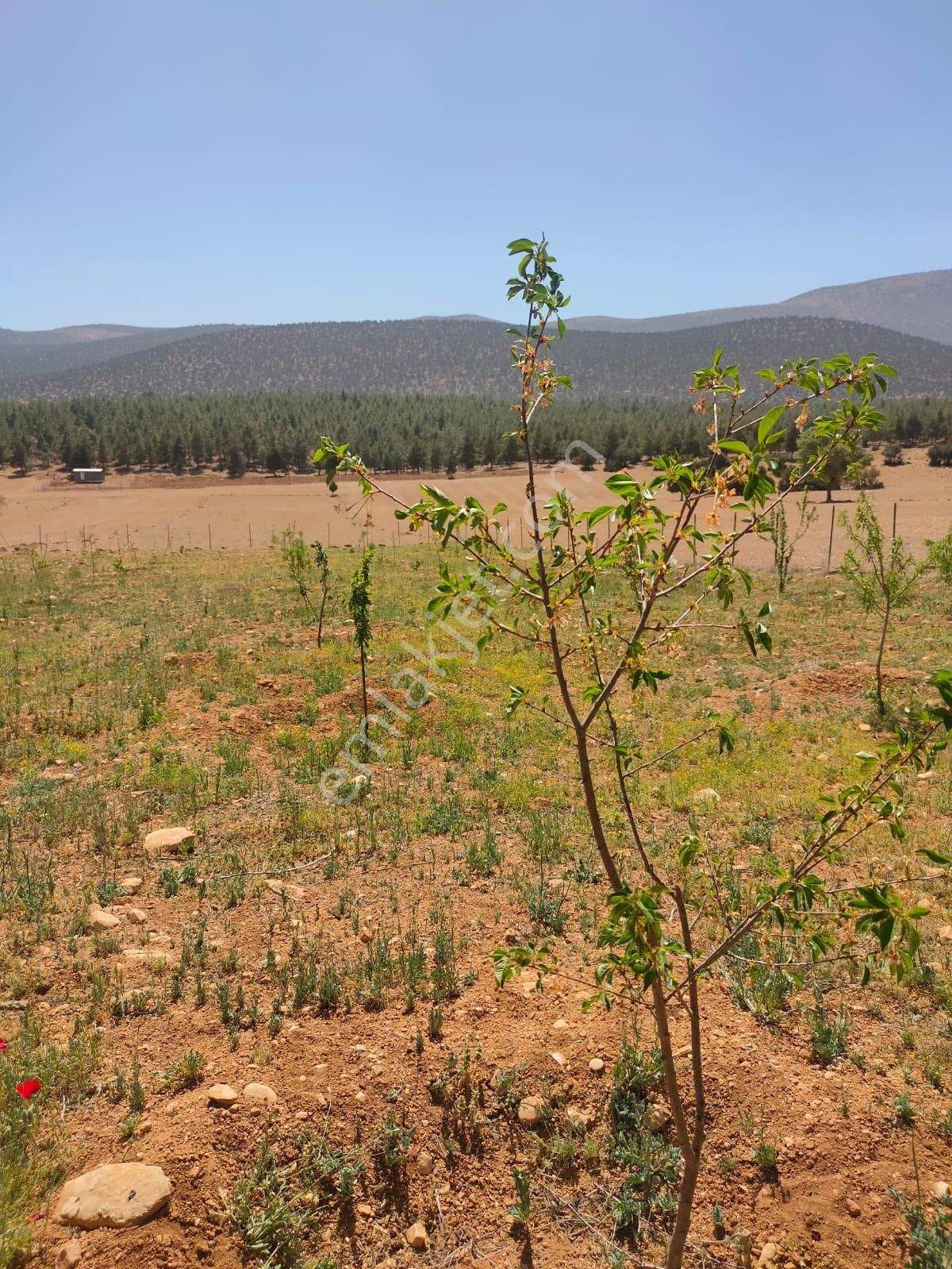 Antalya ,korkuteli ,sımandırda Yatırımlık Satılık 6161m² Tarla - Görsel 11