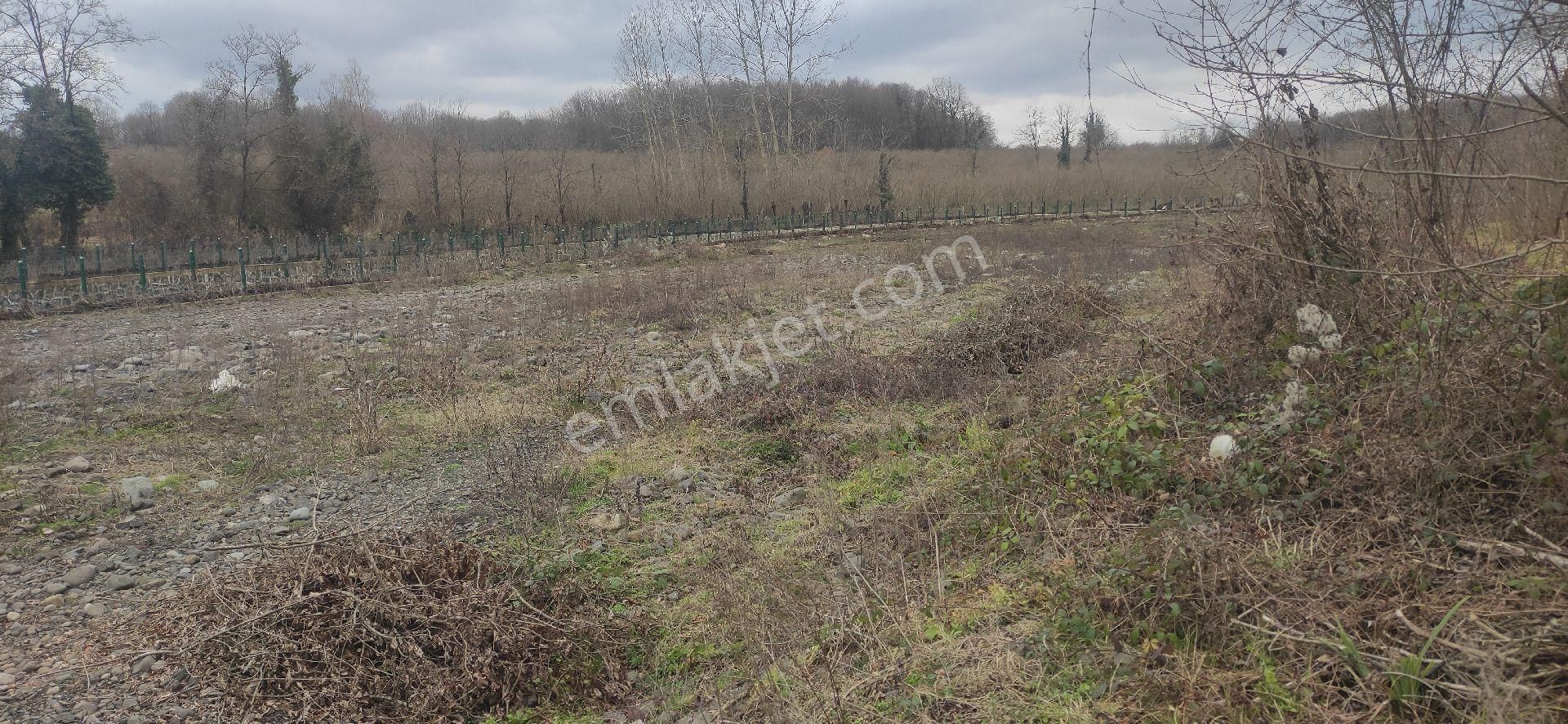 Samsun Terme Bazlamac Da Satilik Findik Bahcesi - Görsel 2
