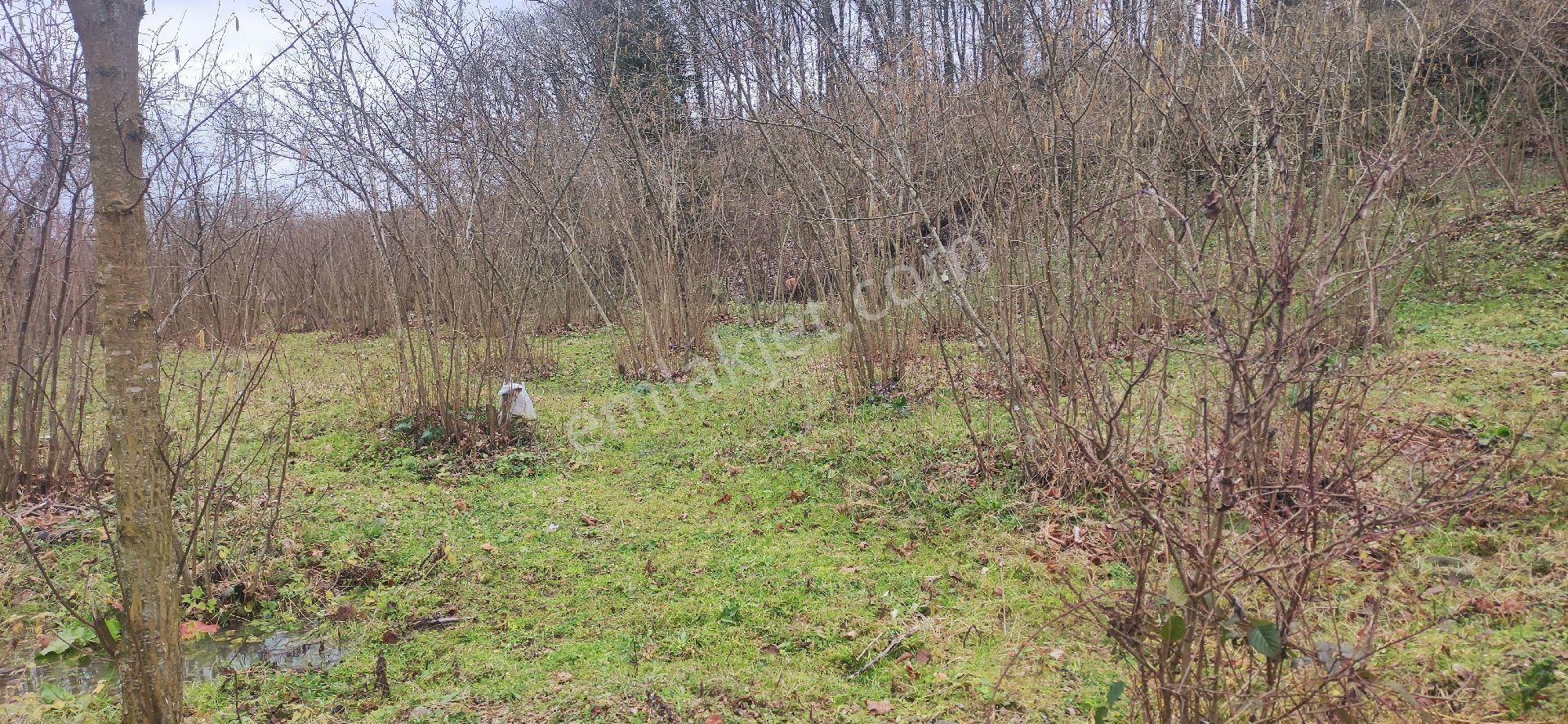 Samsun Terme Bazlamac Da Satilik Findik Bahcesi - Görsel 5