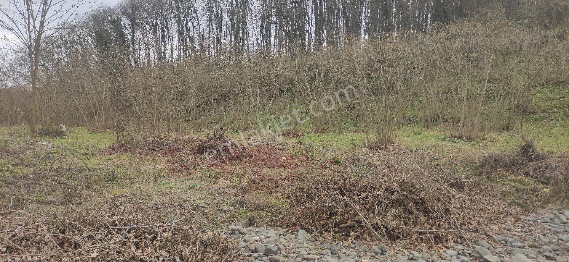 Samsun Terme Bazlamac Da Satilik Findik Bahcesi - Görsel 8